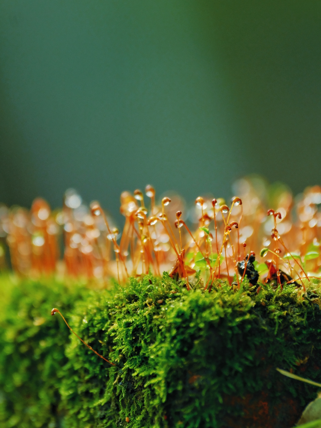 苔花如米小,也学牡丹开