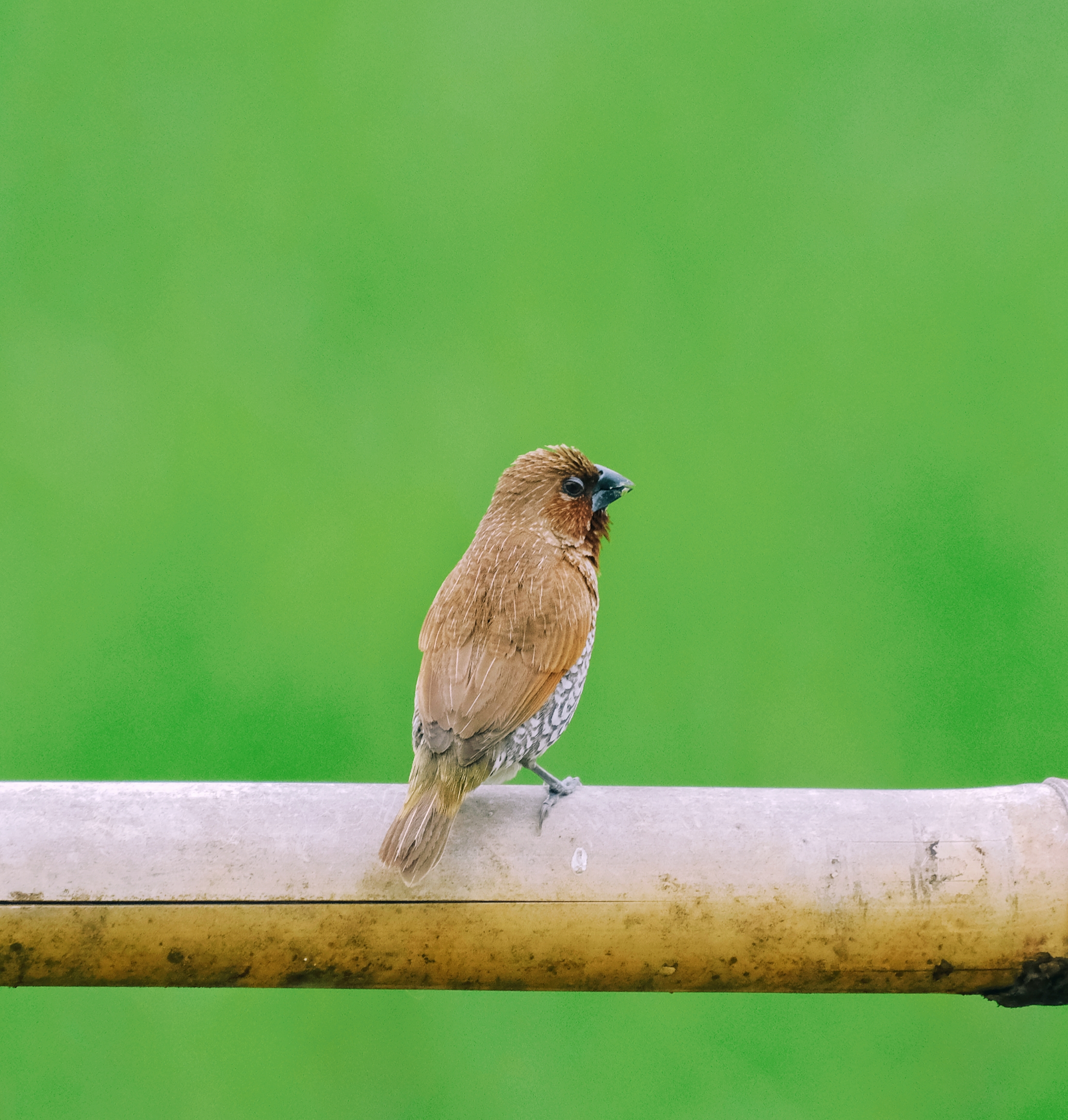 茅草与斑纹鸟  #摄影爱好者联盟