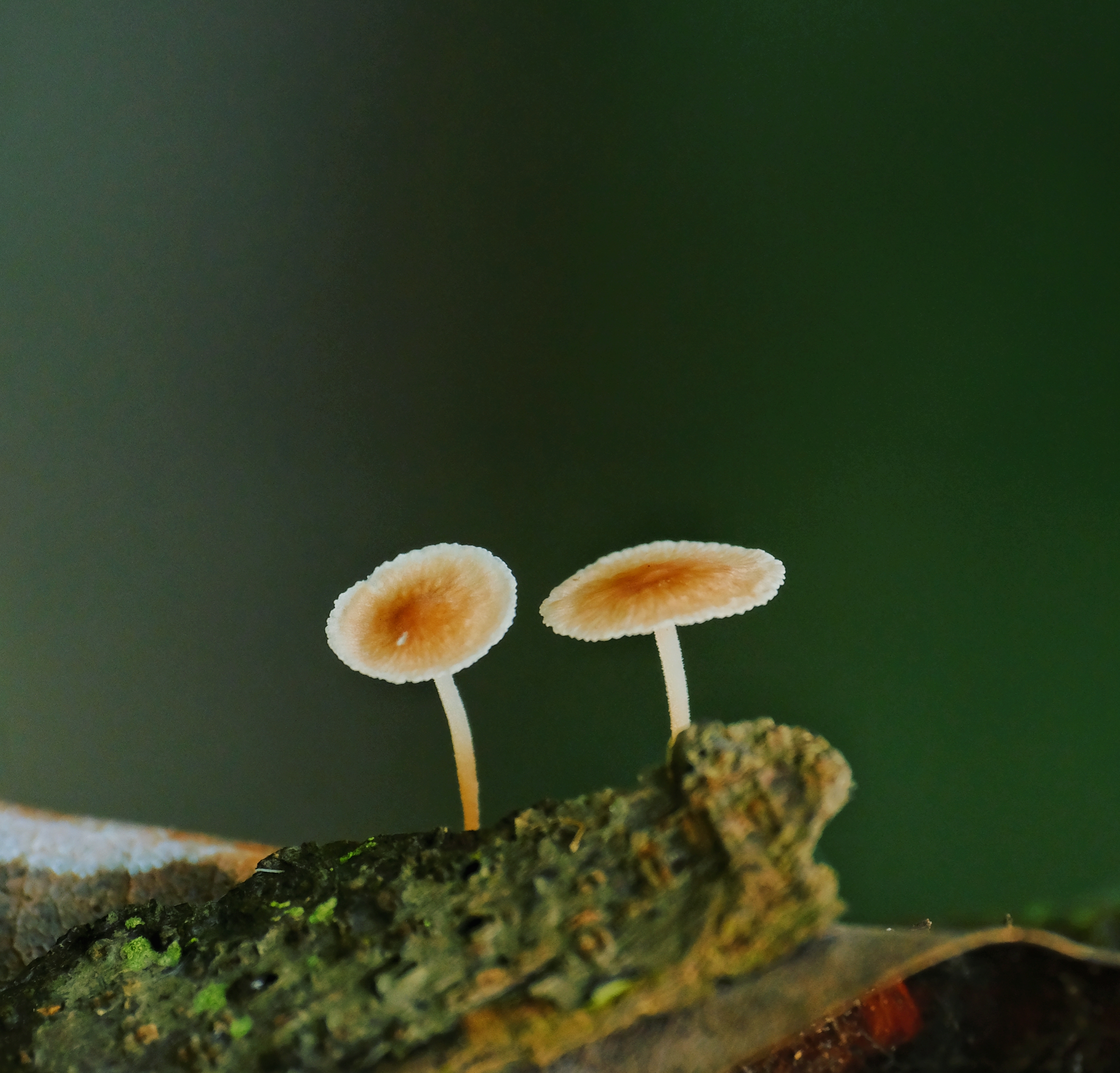 森林里的小蘑菇  #摄影爱好者联盟