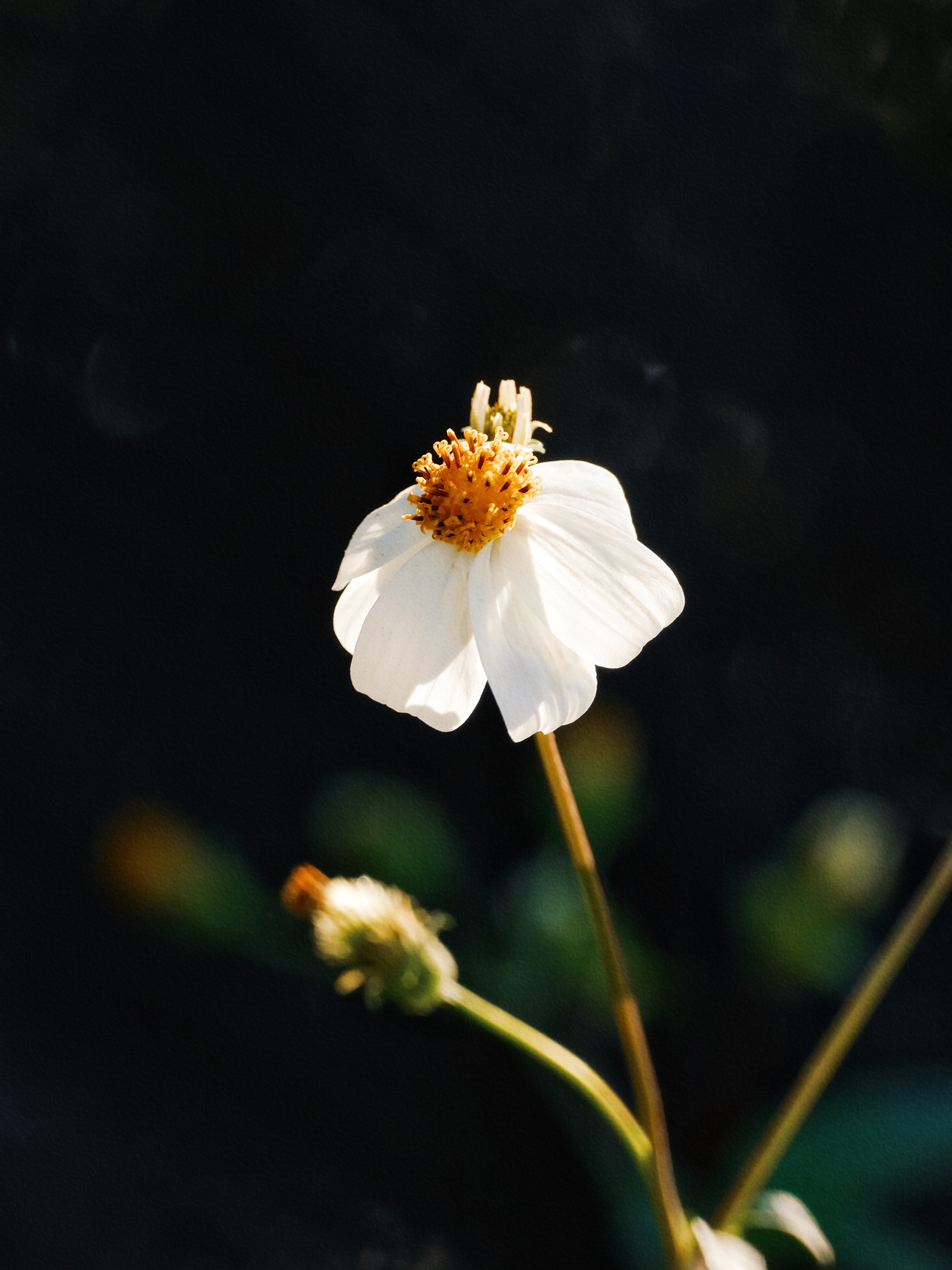 野菊花