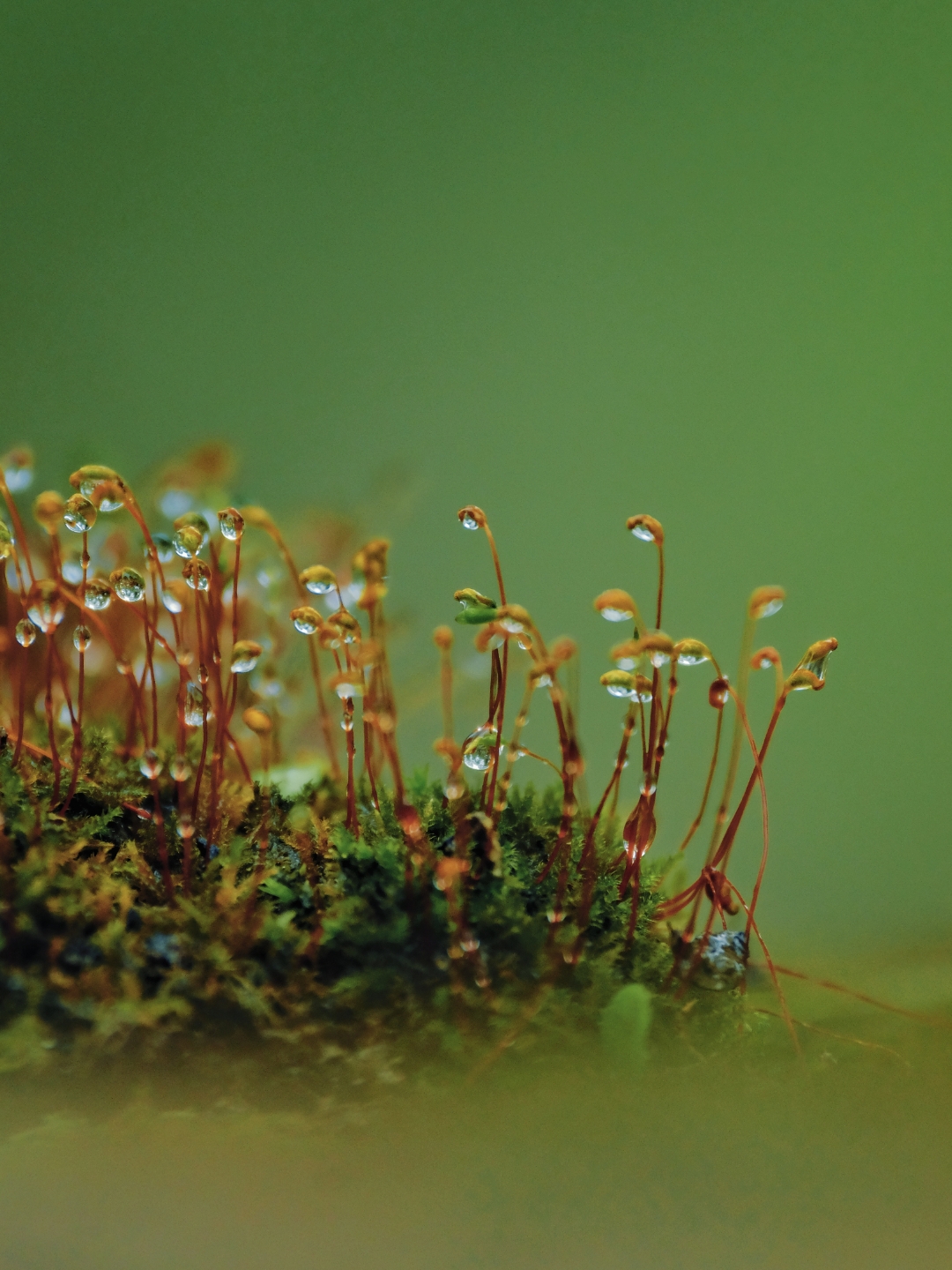 苔花如米小,也学牡丹开