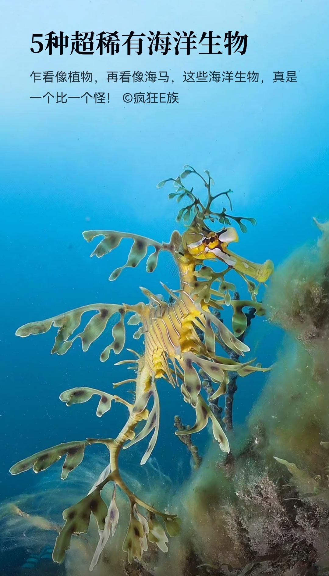 神秘生物海底图片