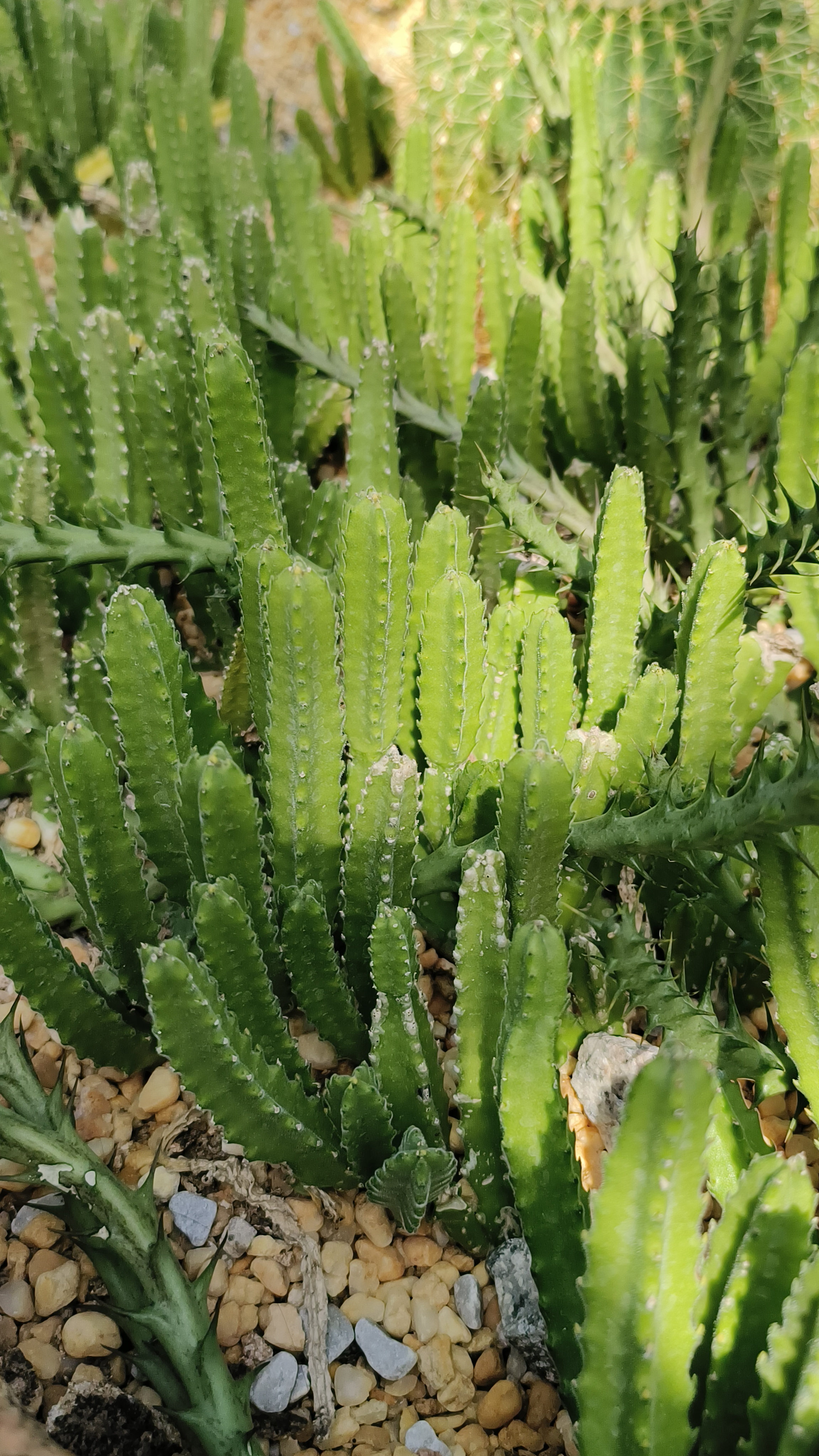 沙漠植物各显神通争艳