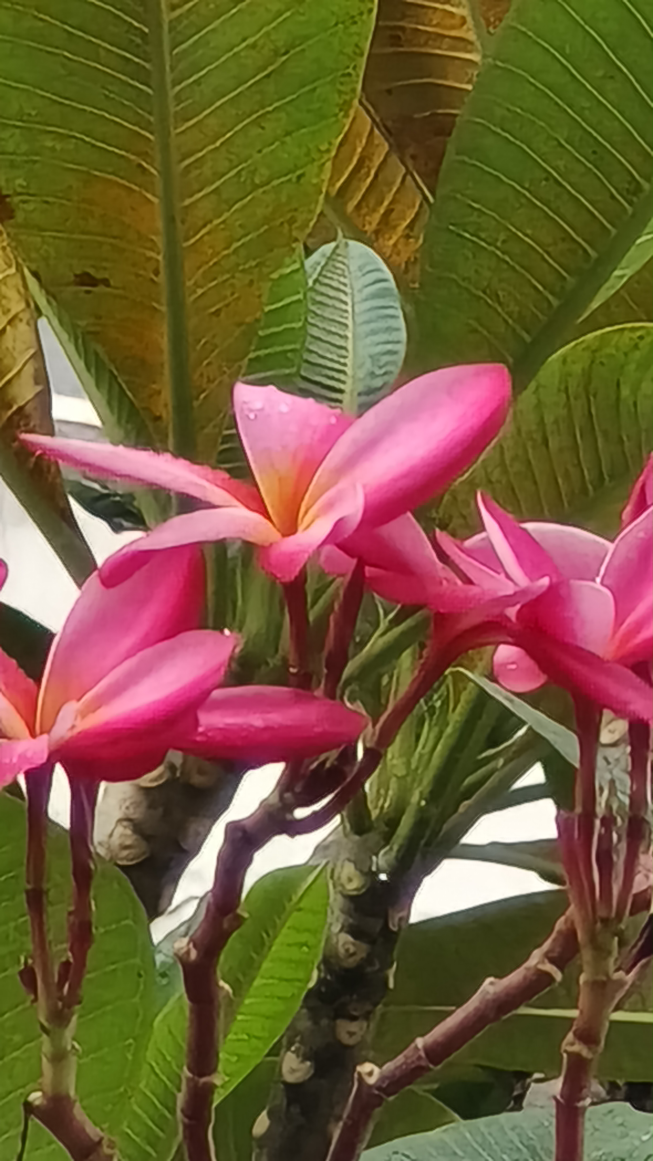 红鸡蛋花  一树繁花迎春来,粉红娇艳似云霞.