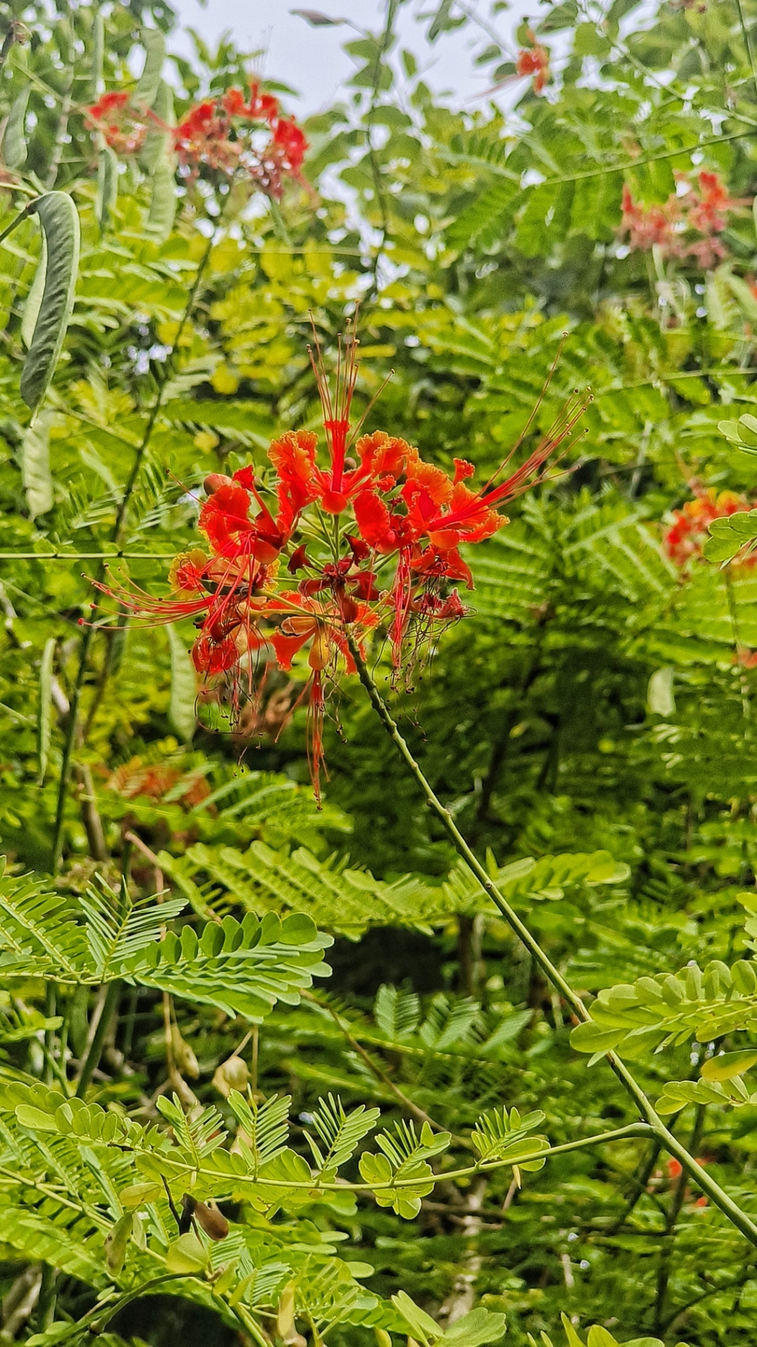 秋天的黄金凤依然阳光灿烂绽放光彩秋风中,黄金凤持续闪耀,点缀秋色更