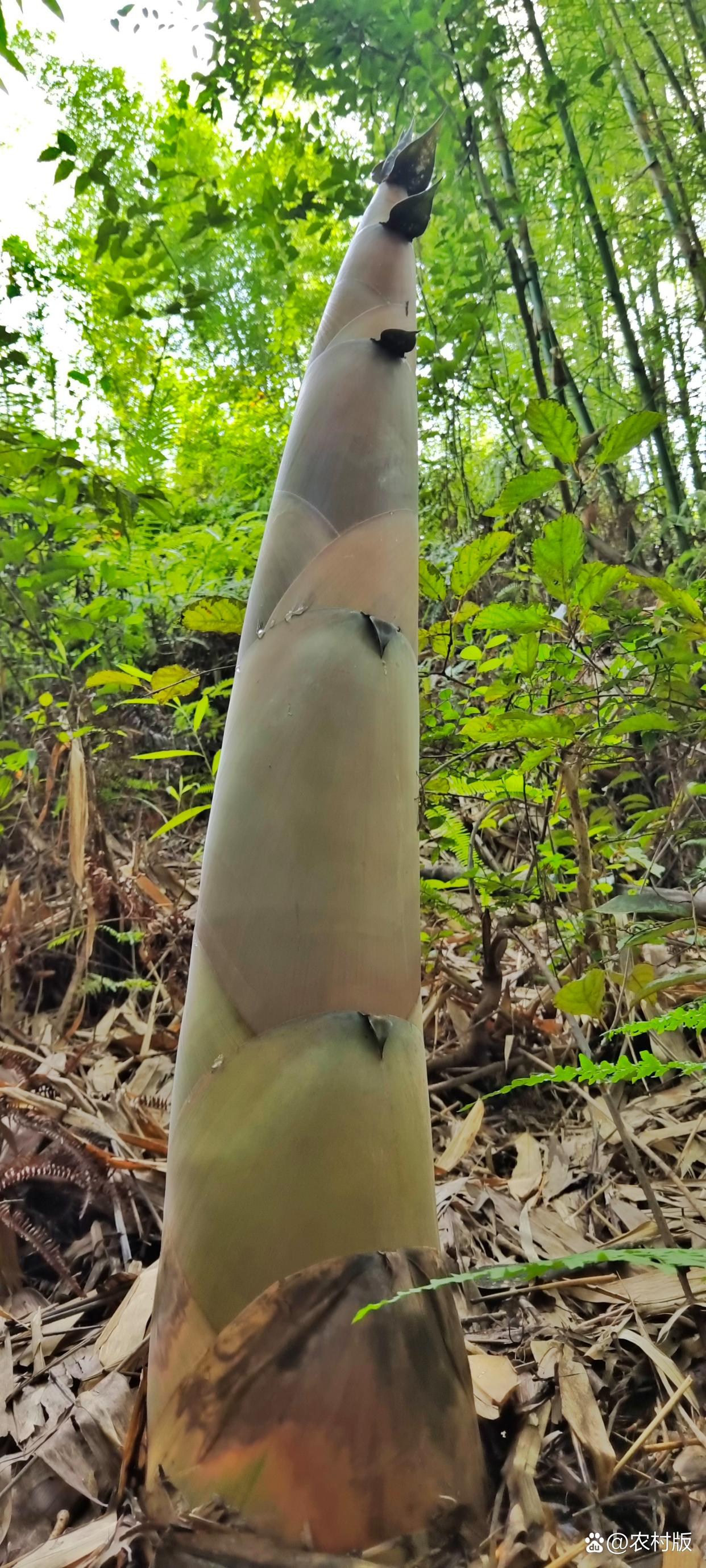 秋天的麻笋好吃不?