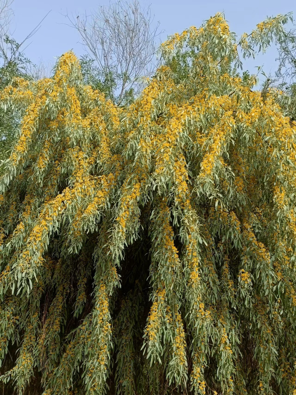 沙枣花有一种特殊的香味,很远的地方就可以闻到.