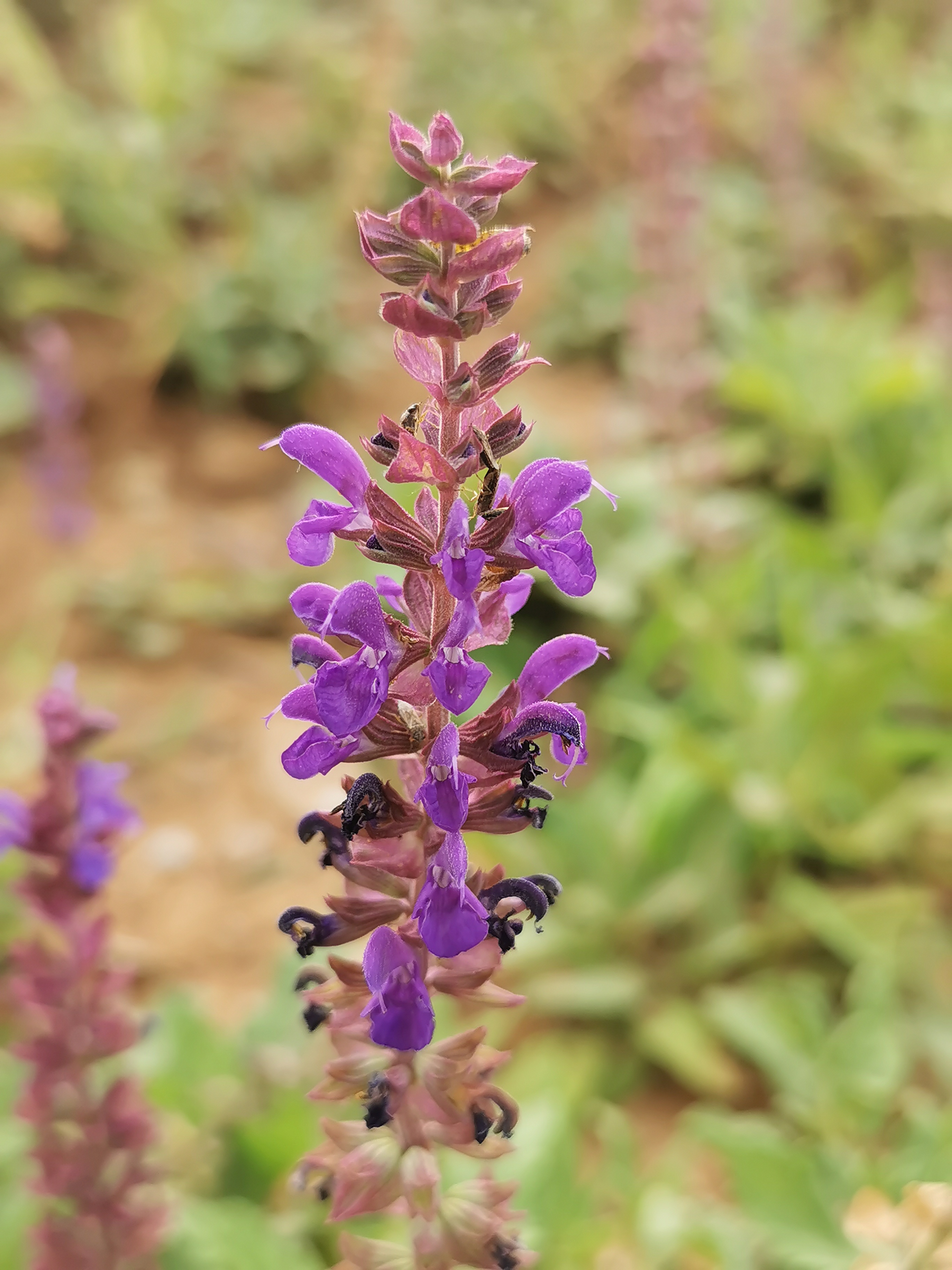 动态连更挑战# 98邂逅这片鼠尾草花海,仿佛踏入了梦幻仙境!