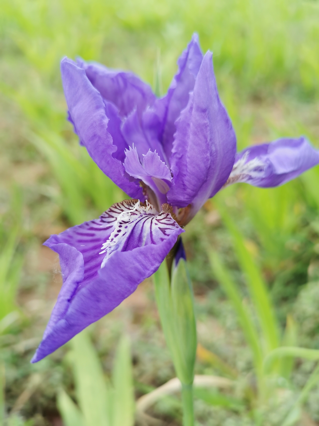 94 紫色的鸢尾花儿在微风中轻轻摇曳,仿佛在诉说着春天的故事
