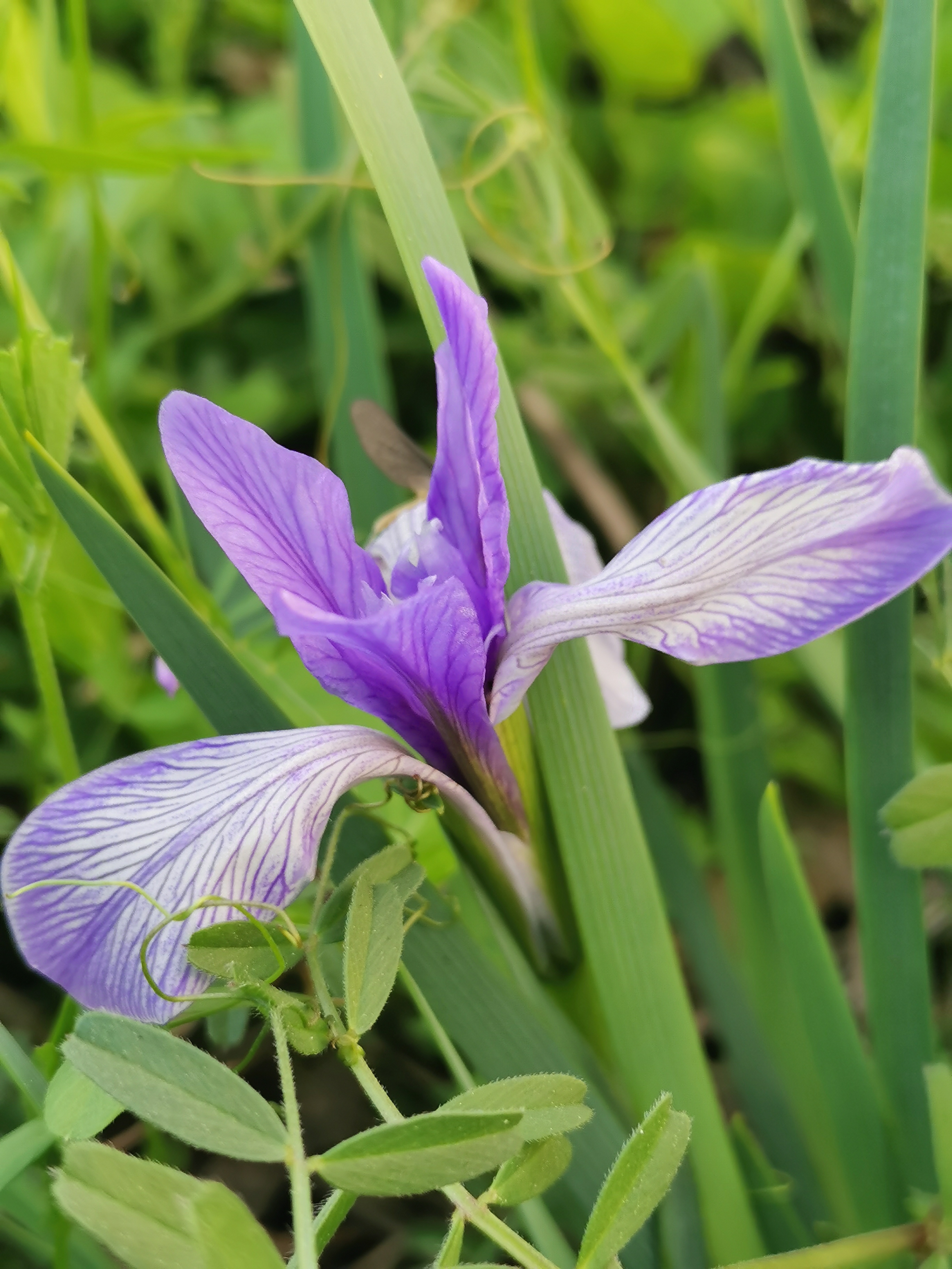 一年赏花时# 94马蔺花的浪漫瞬间,紫色魔法95  在绿意盎然的坡地