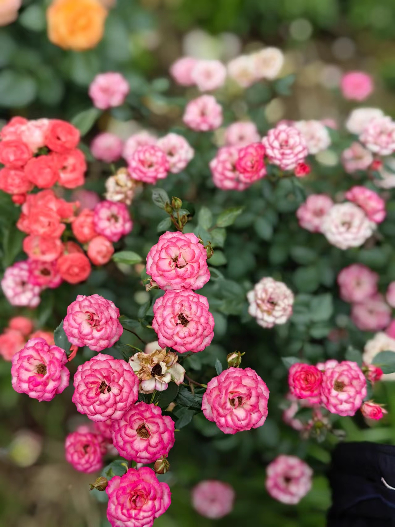 949896  梦幻月季花959397  92 月季花的深粉与浅粉的