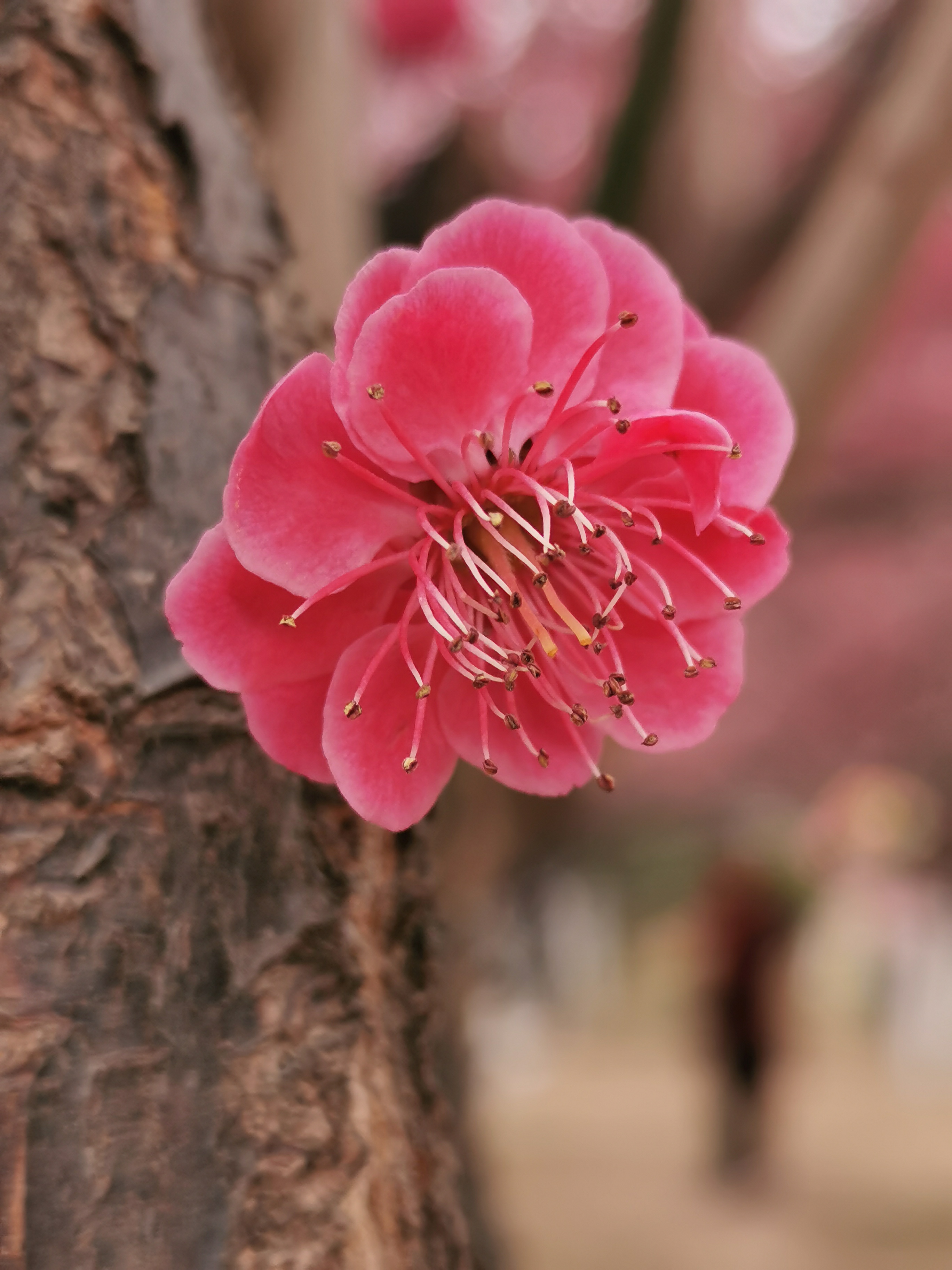 一朵梅花的照片图片