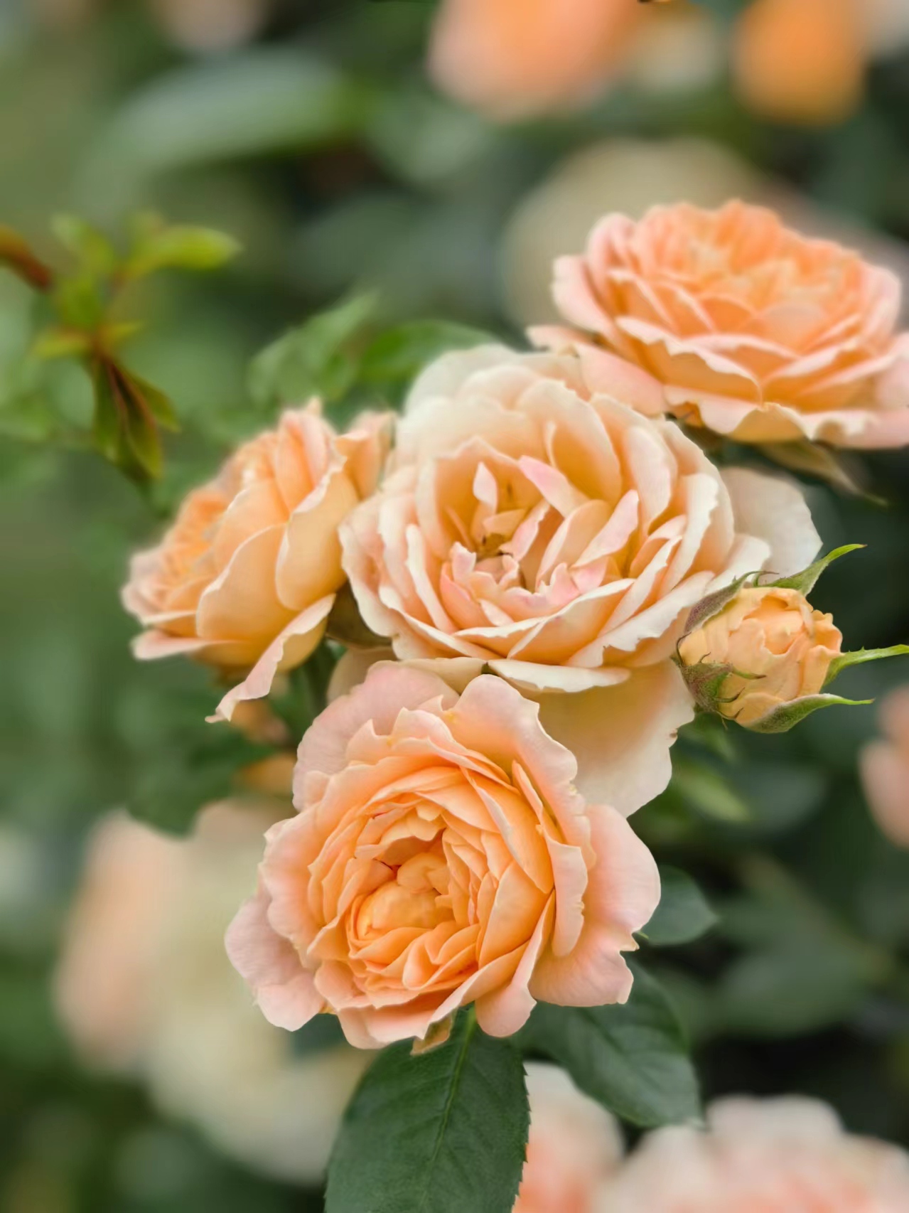 949896  梦幻月季花959397  92 月季花的深粉与浅粉的