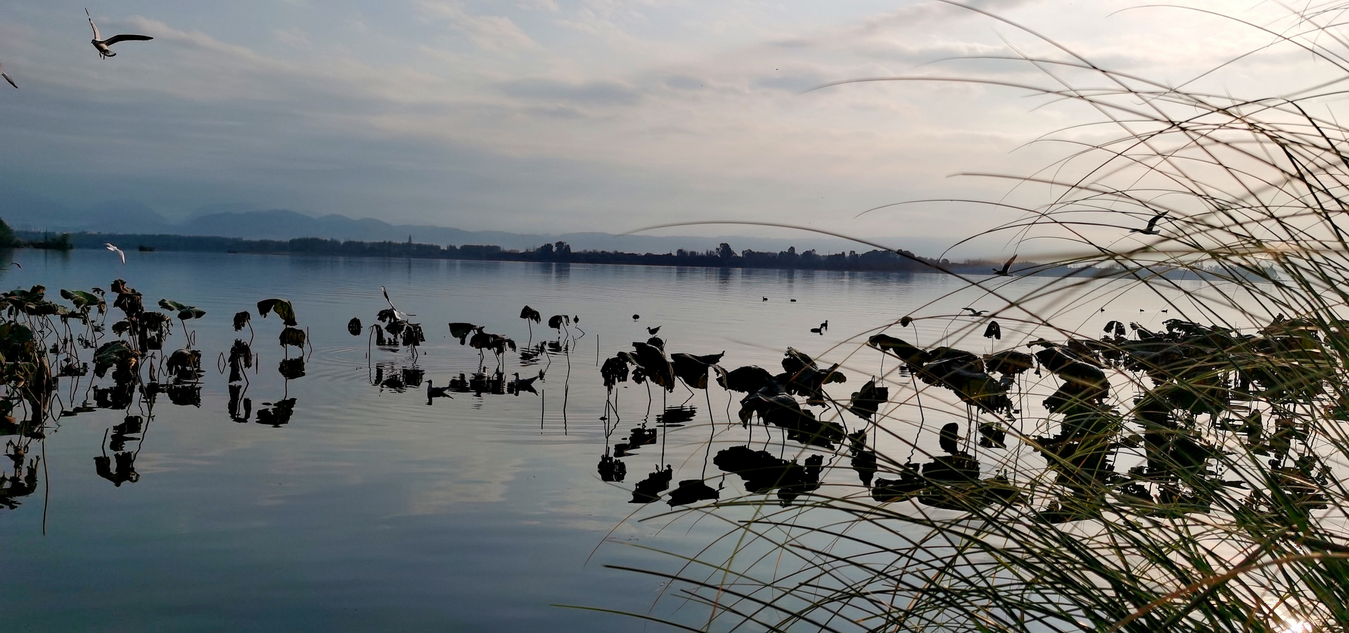晨 清晨的西昌邛海观鸟岛湿地公园,太阳在云层中将出未出,湖水澄澈