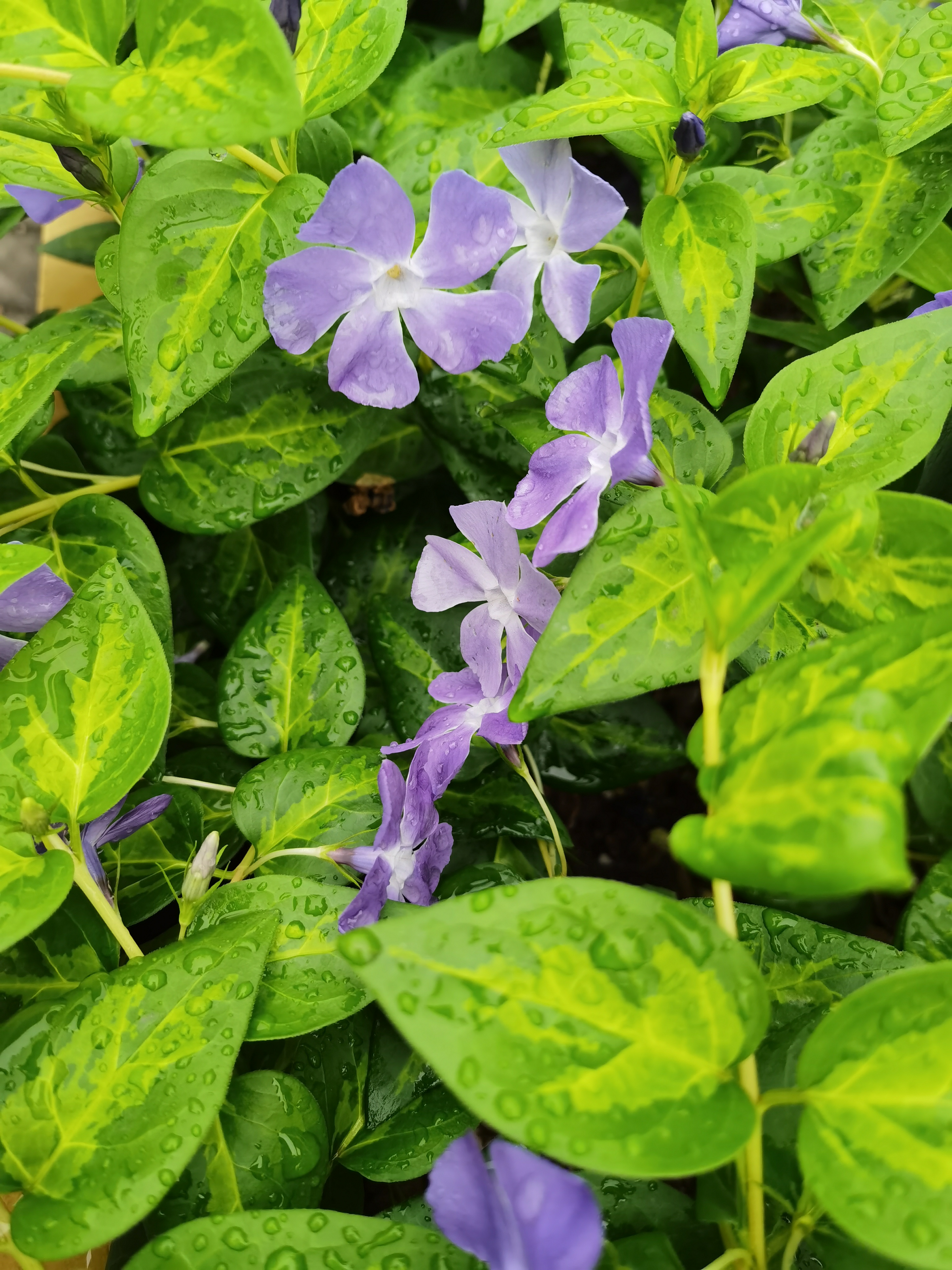 常春藤的花语和寓意图片