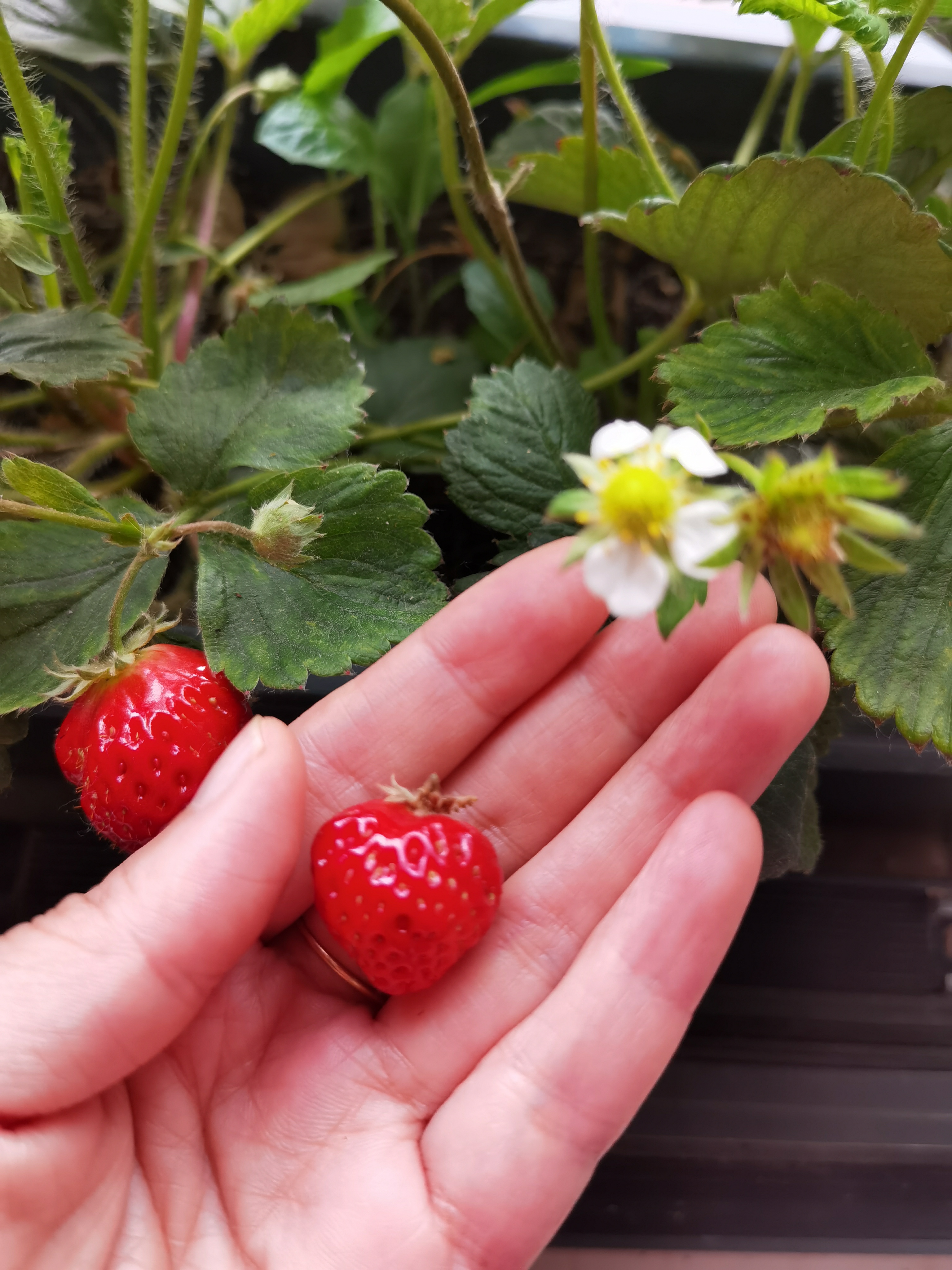 外面阳台上的草莓,郁郁葱葱,一派生机!