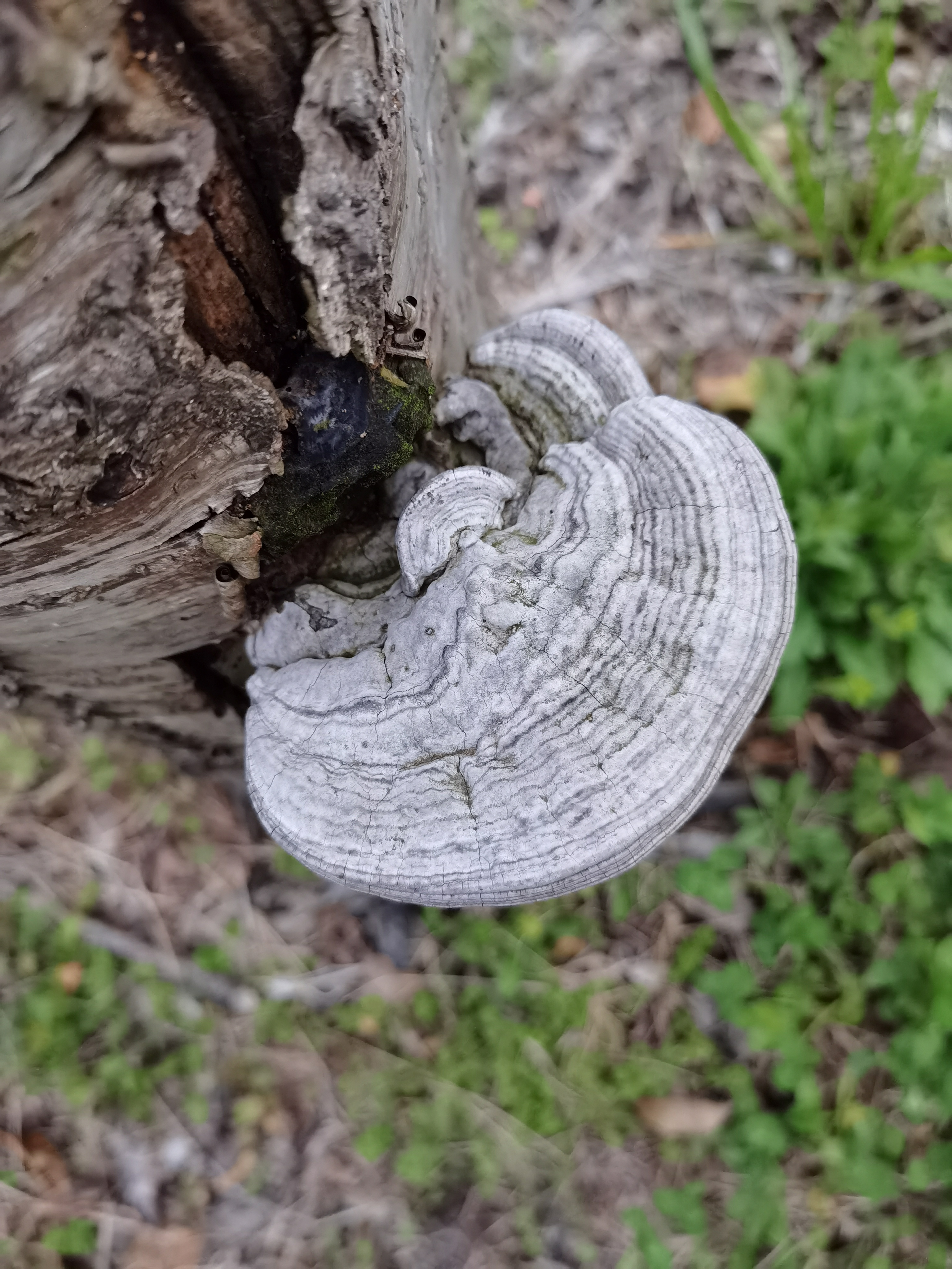 灵芝鲜草?