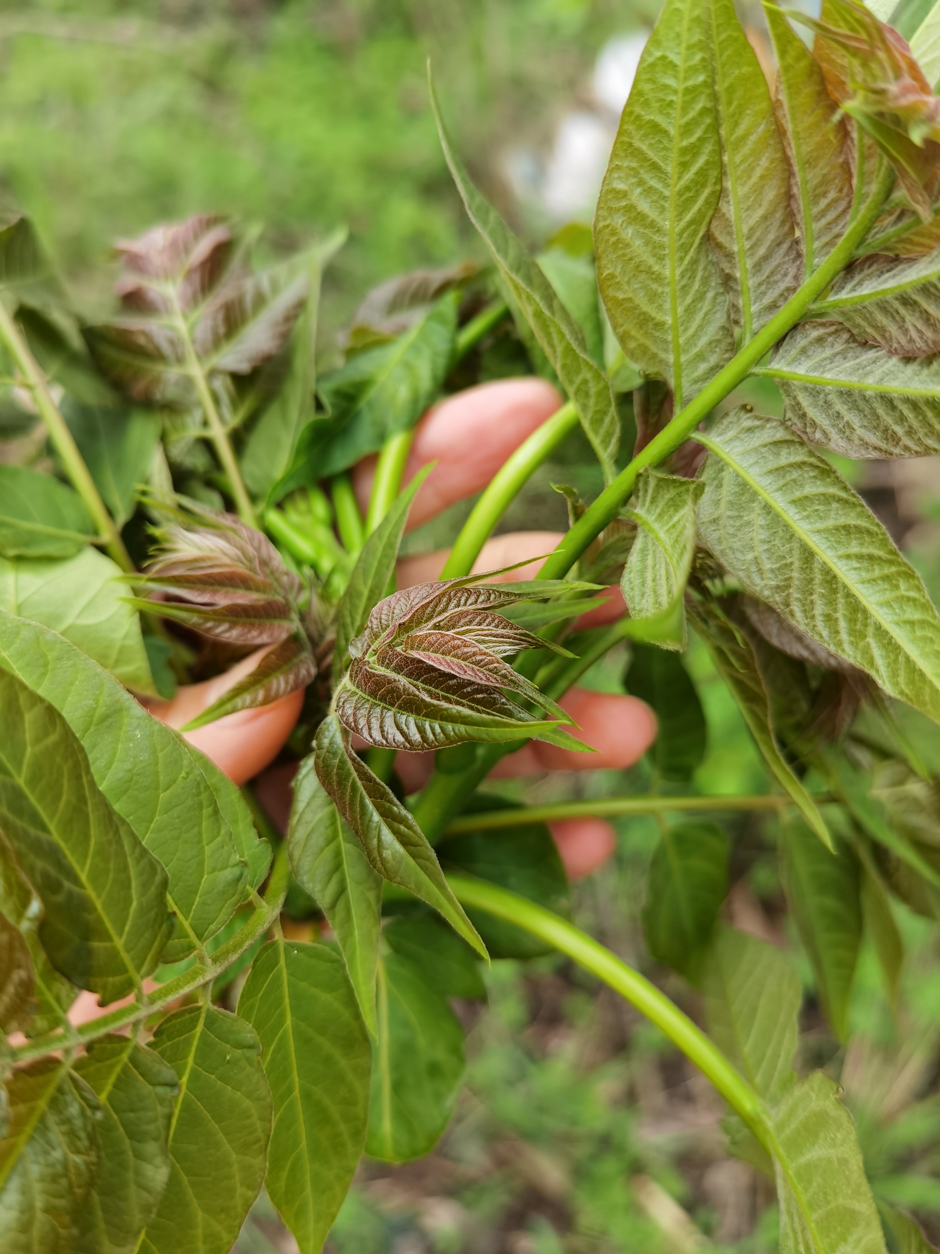 臭椿?香椿?傻傻分不清