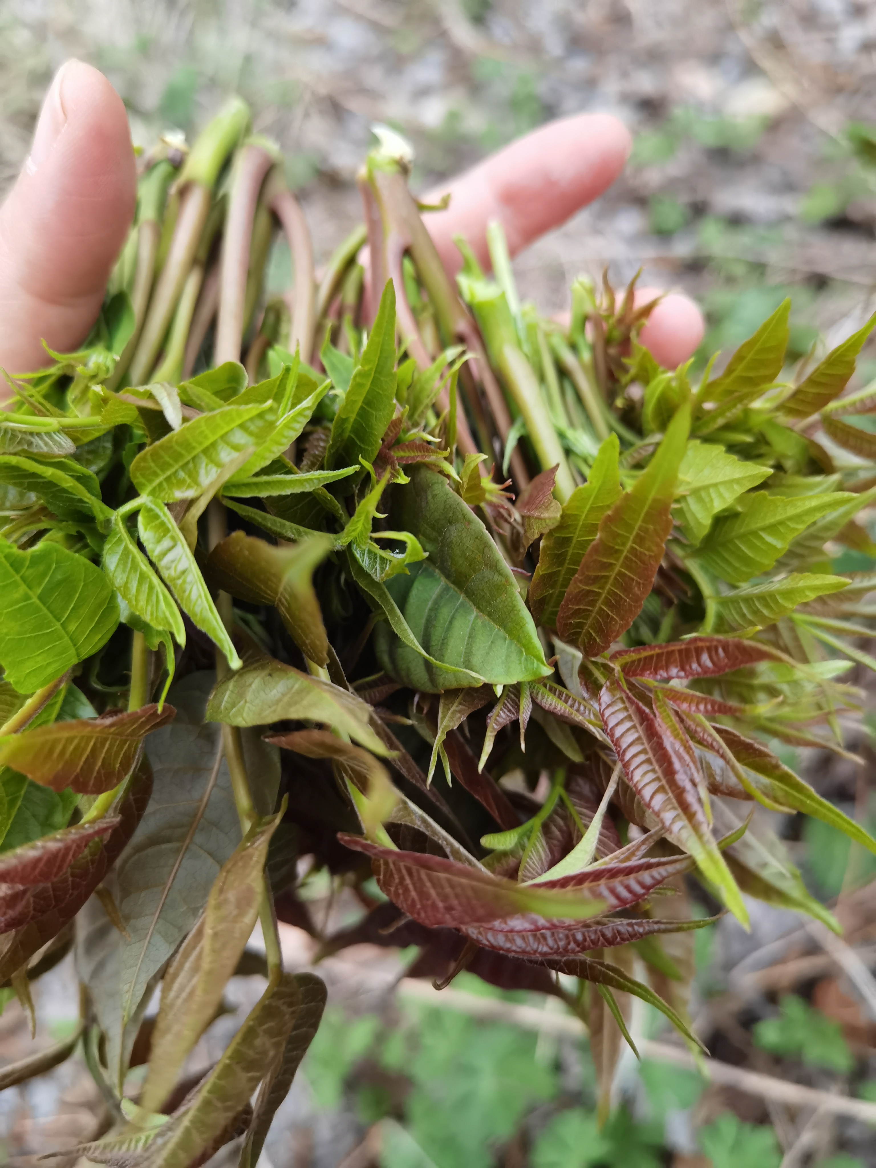 香椿?傻傻分不清!