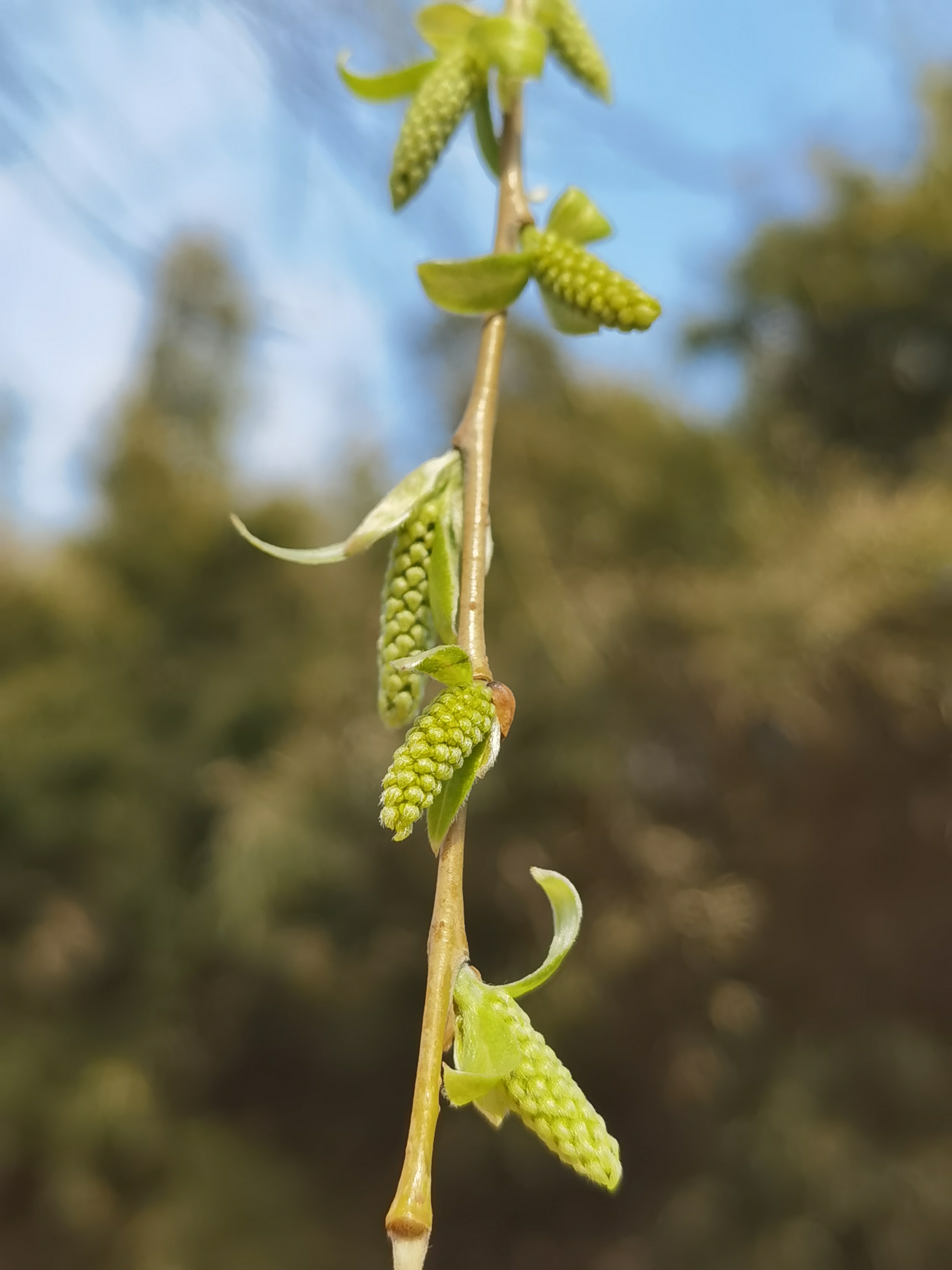 《绝句·古木阴中系短篷》 宋·志南 古木阴中系短篷,杖藜扶我过嵌