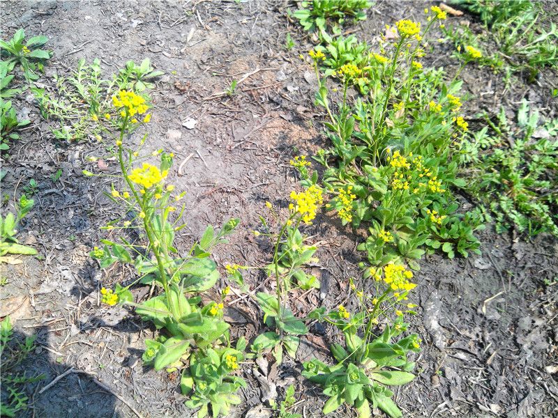您见过吗?百度推送的文章里,看到这种开黄花的荠菜品种,太稀奇了!