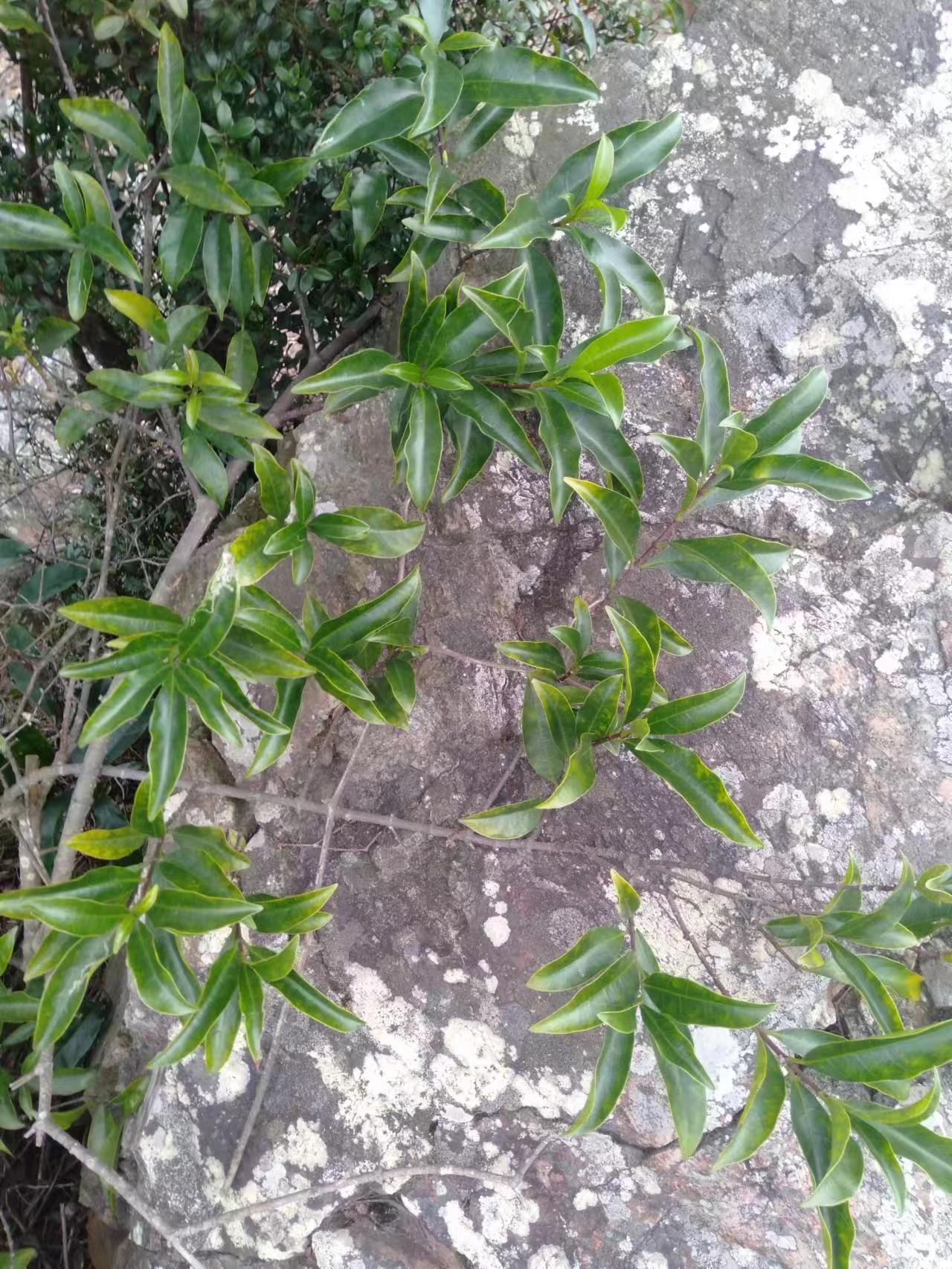 这种植物的毒性强烈得足以与断肠草相提并论,所以如果你不慎遇到它