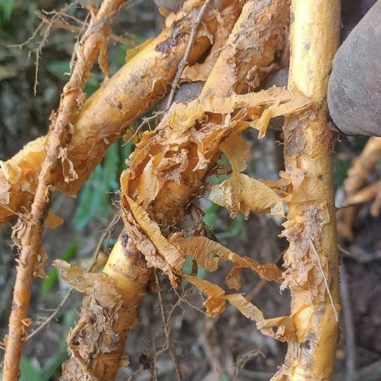 穿破石的根 也叫黄龙退壳 这个有公母之分,公的冬天不会落叶 母的会