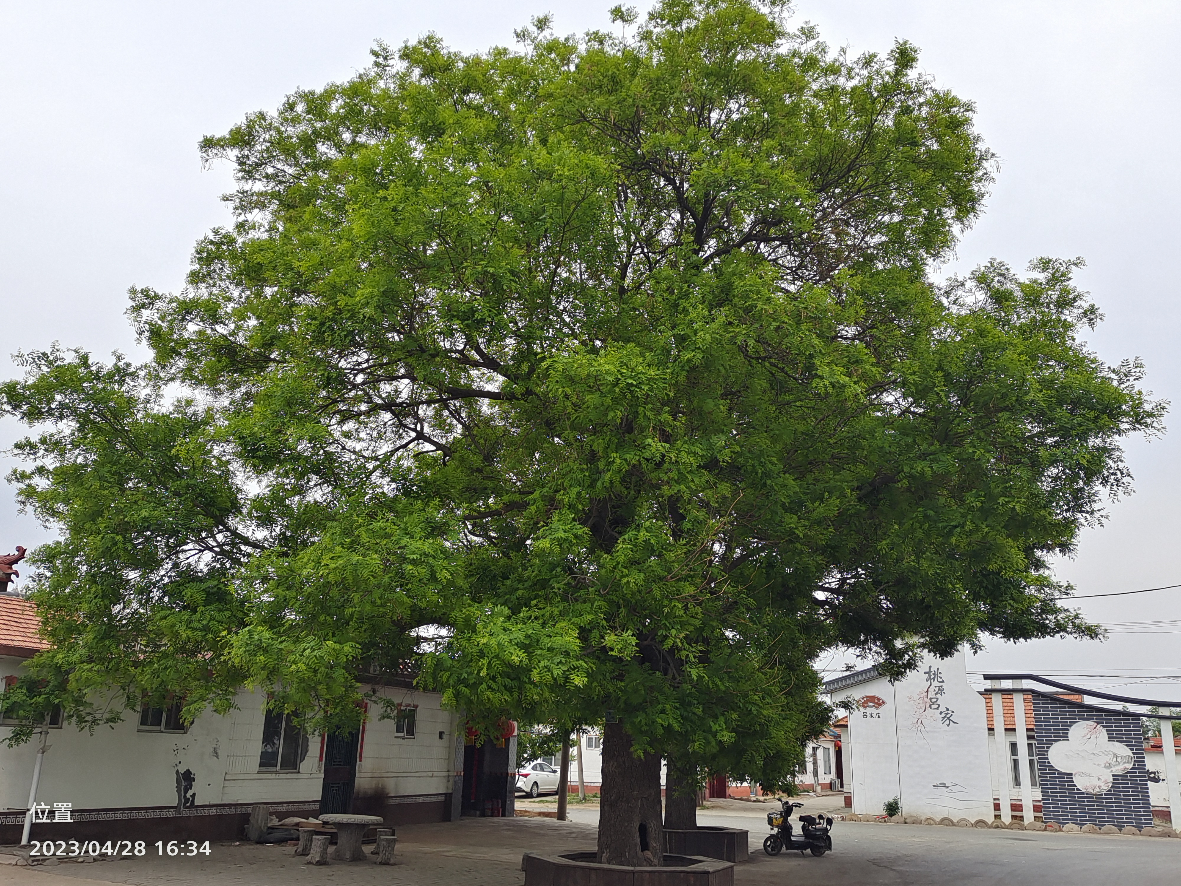 山东省寿光市纪台镇百年老槐树! 溯源我亦槐迁族, 恨不杖藜访故栖.