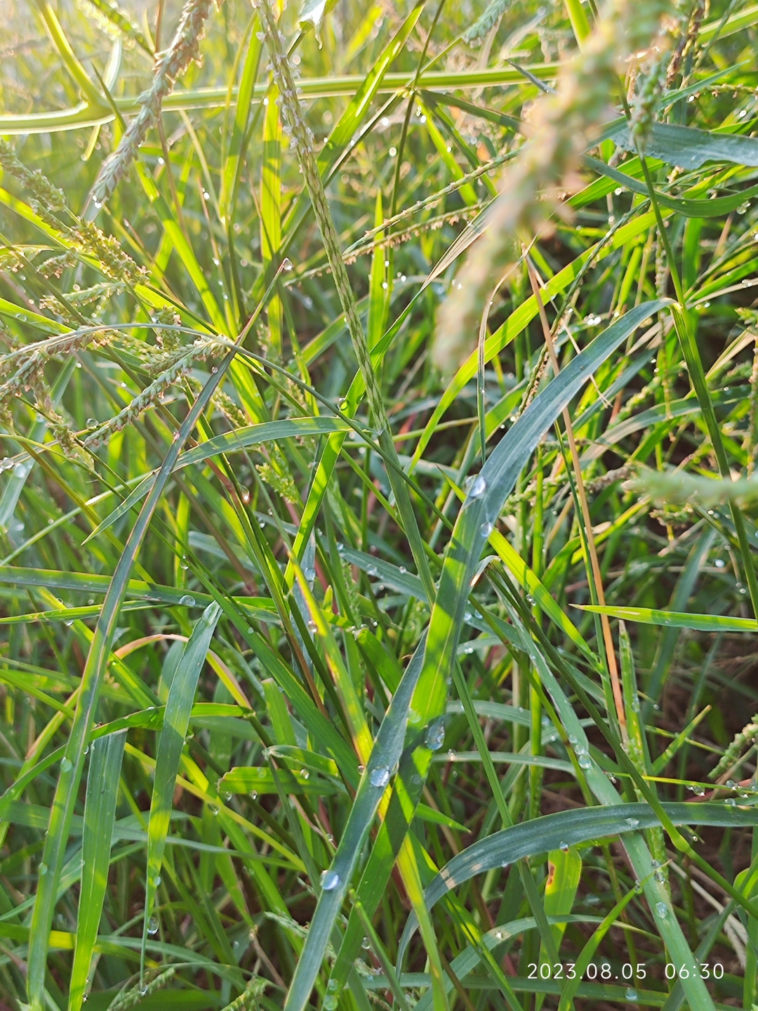 青青河边草里的小草图片