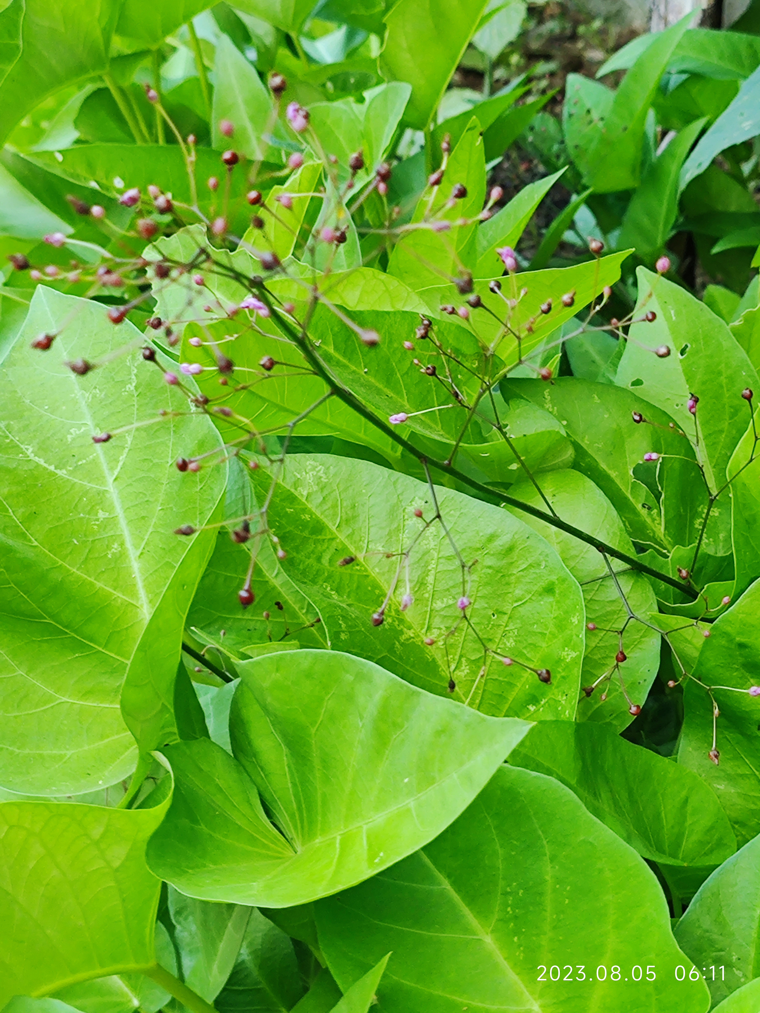 青青河边草里的小草图片