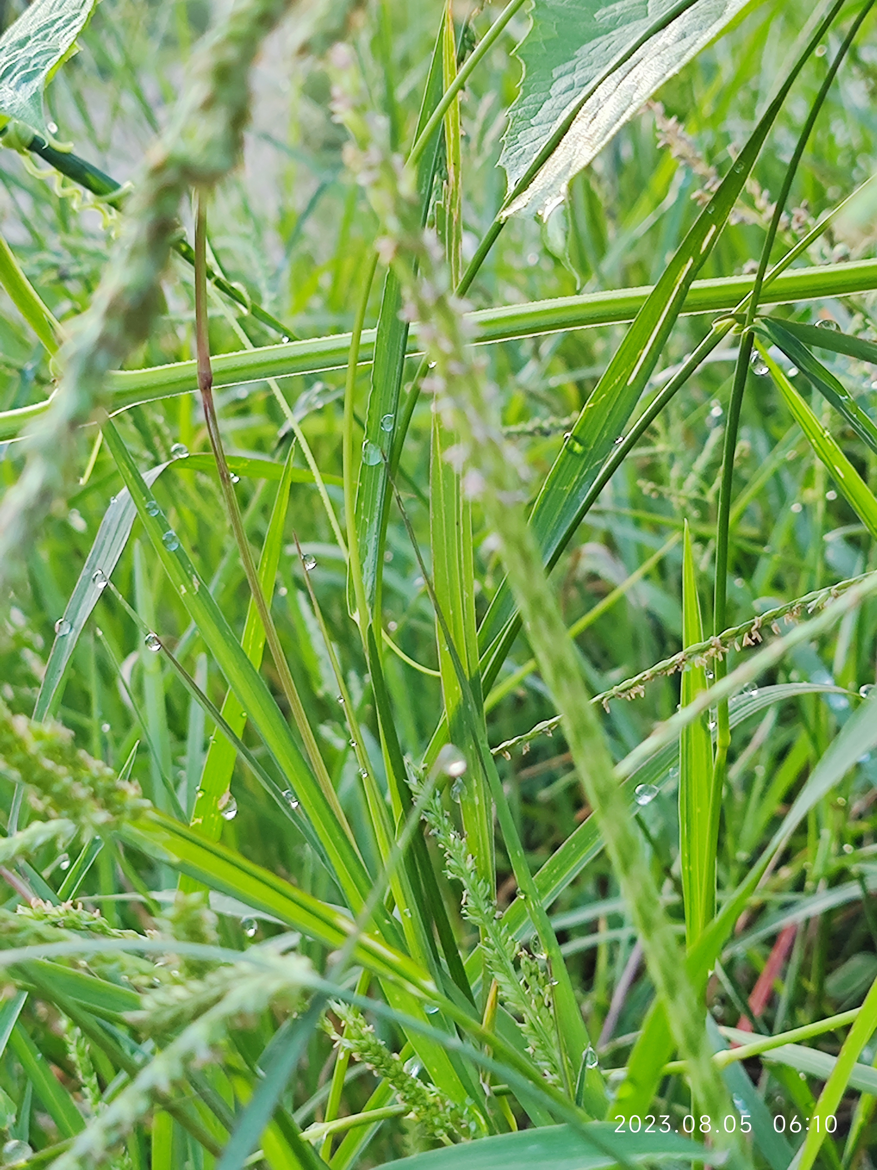 青青河边草里的小草图片