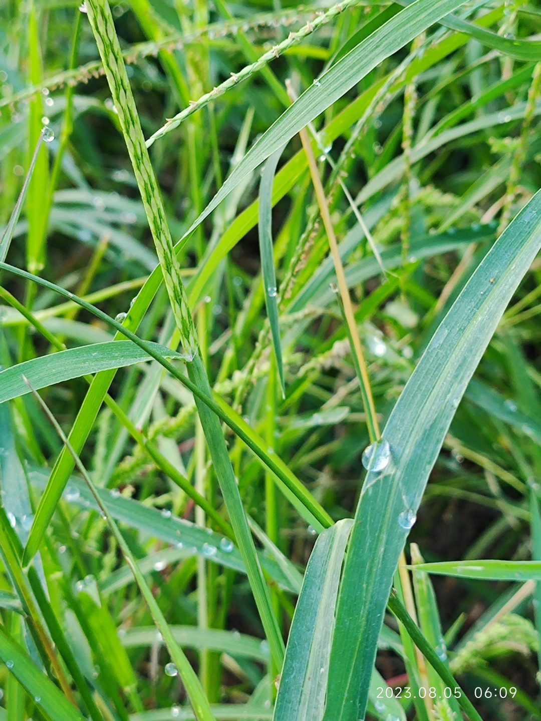 青青河边草里的小草图片