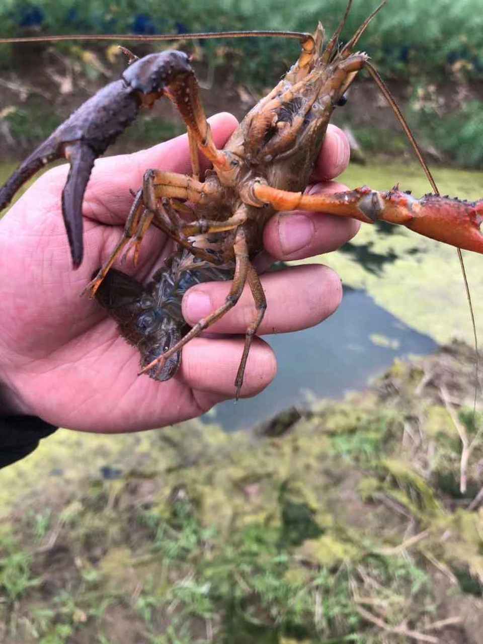龙虾长大了!