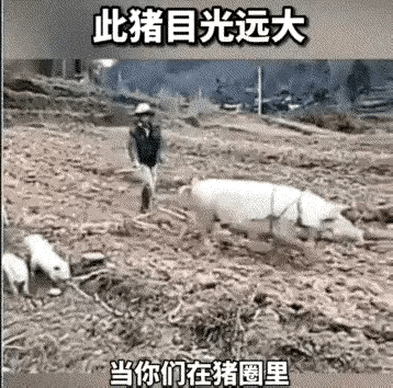 此猪目光远大,干了牛的活,牛该干嘛呢
