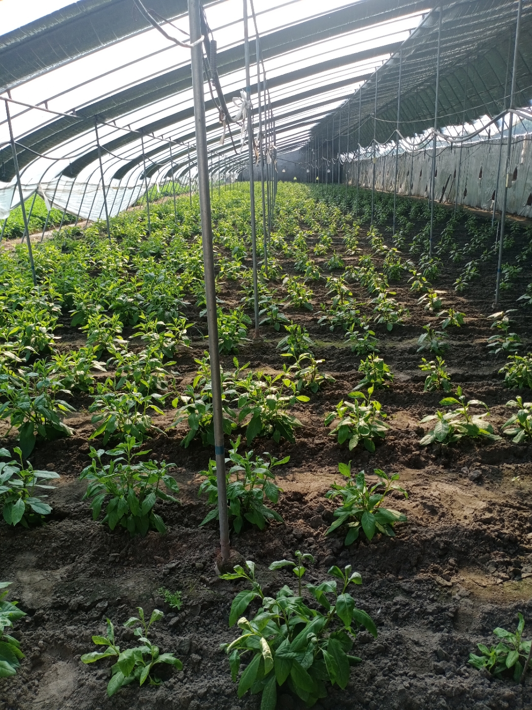 朋友家的救心菜长得是真好啊