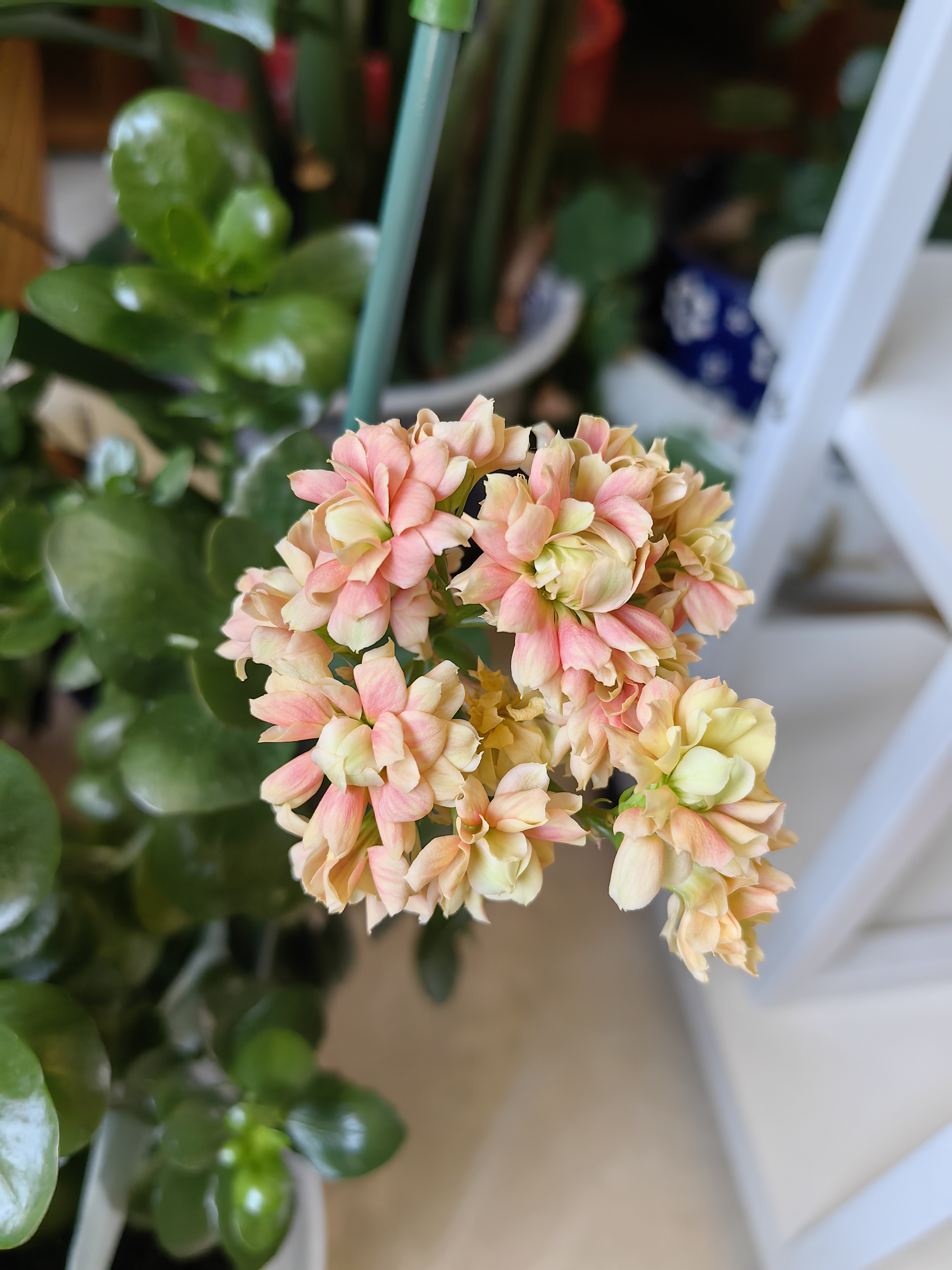 漂亮的长寿花 长寿的花期真长啊,从1月份开到5月份还在继续,真好啊.