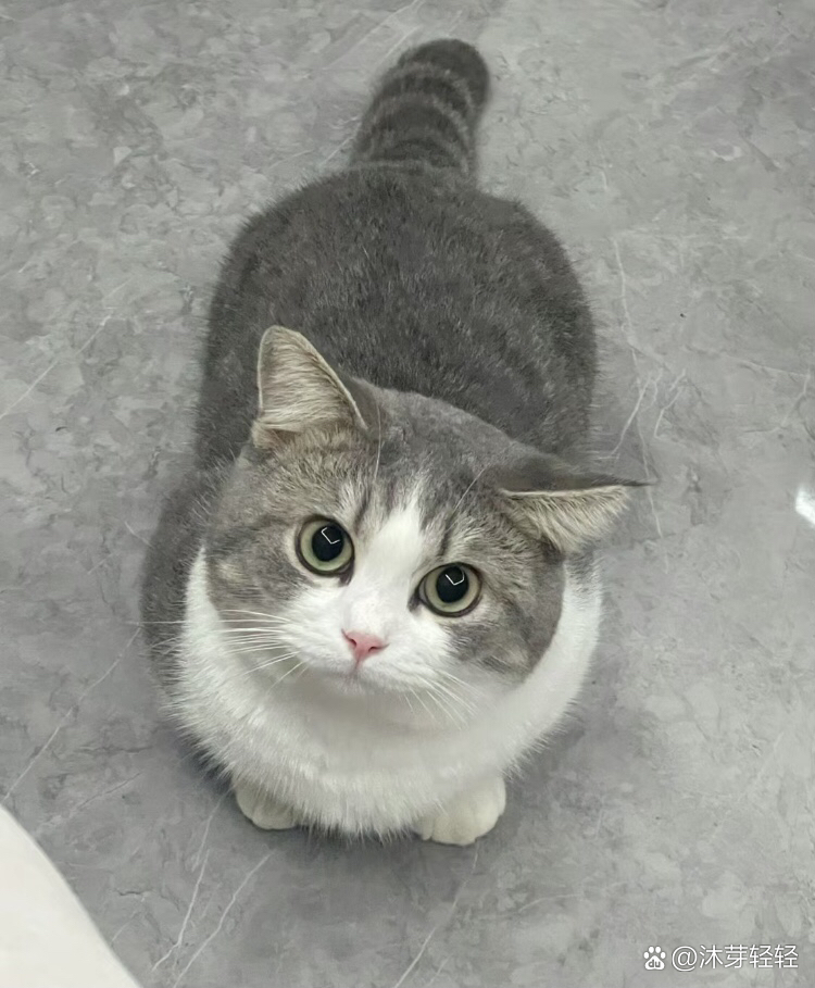 今天我来谈谈流浪猫,家猫,宠物猫之间的差别,所谓家的猫,就是一直有个