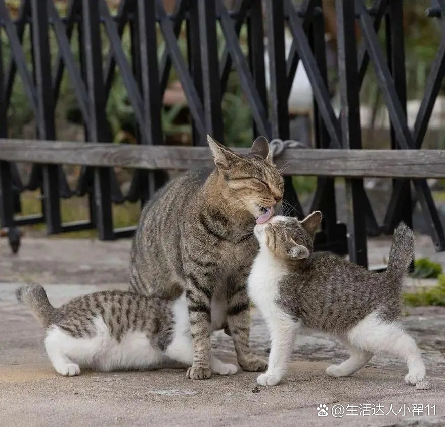 今天我来谈谈流浪猫,家猫,宠物猫之间的差别,所谓家的猫,就是一直有个
