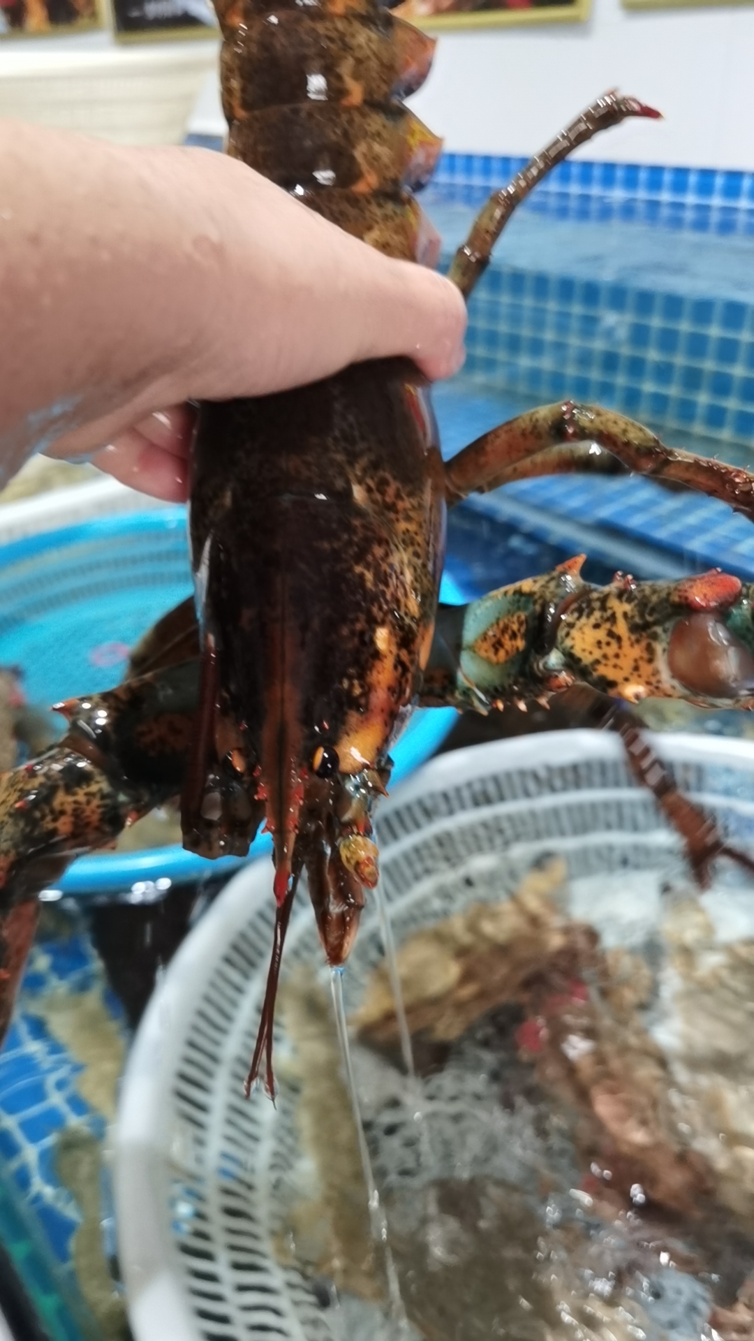 波士顿龙虾二斤左右155元一斤