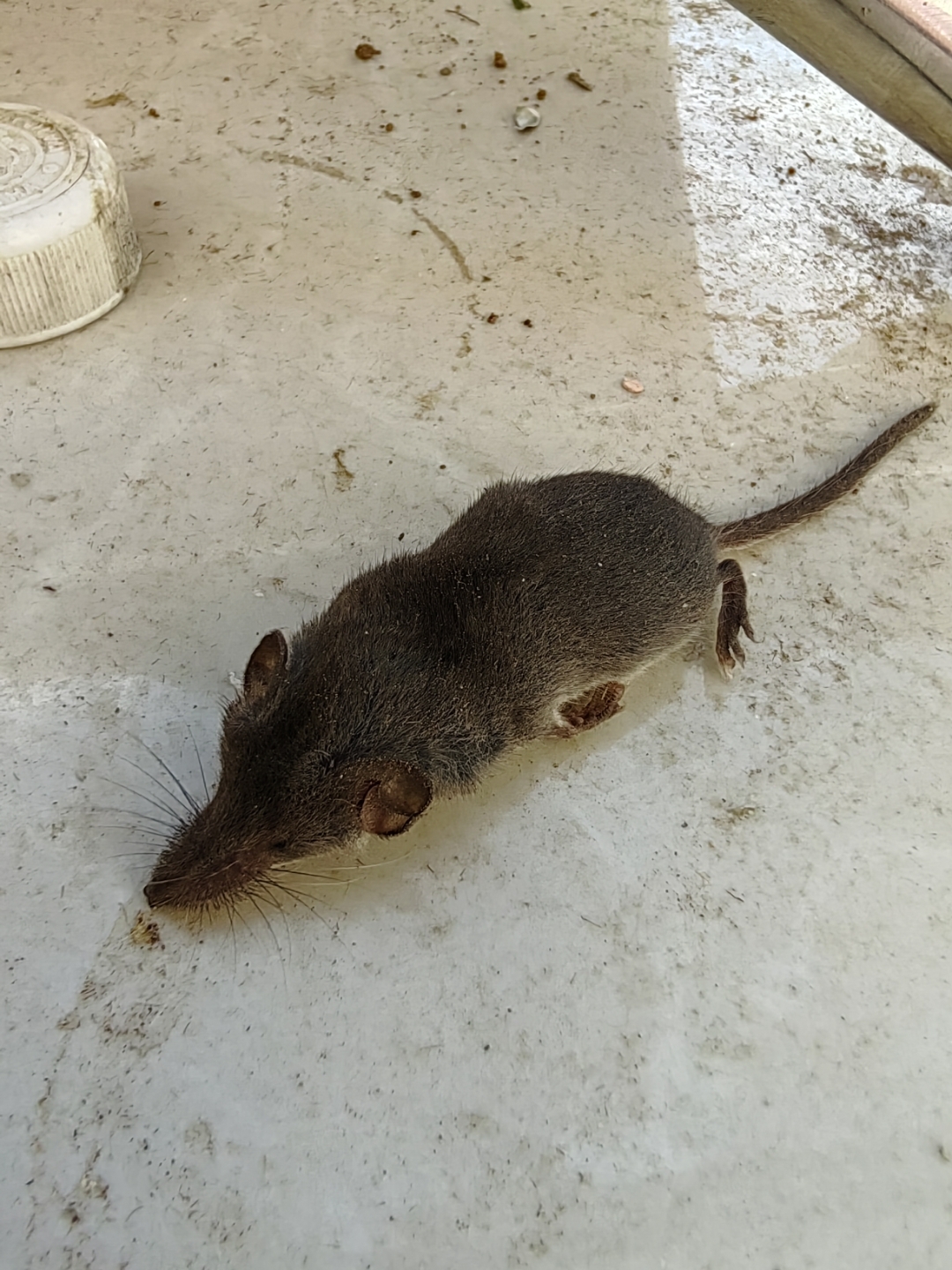 反正不是老鼠,老鼠的鼻子没有这么尖