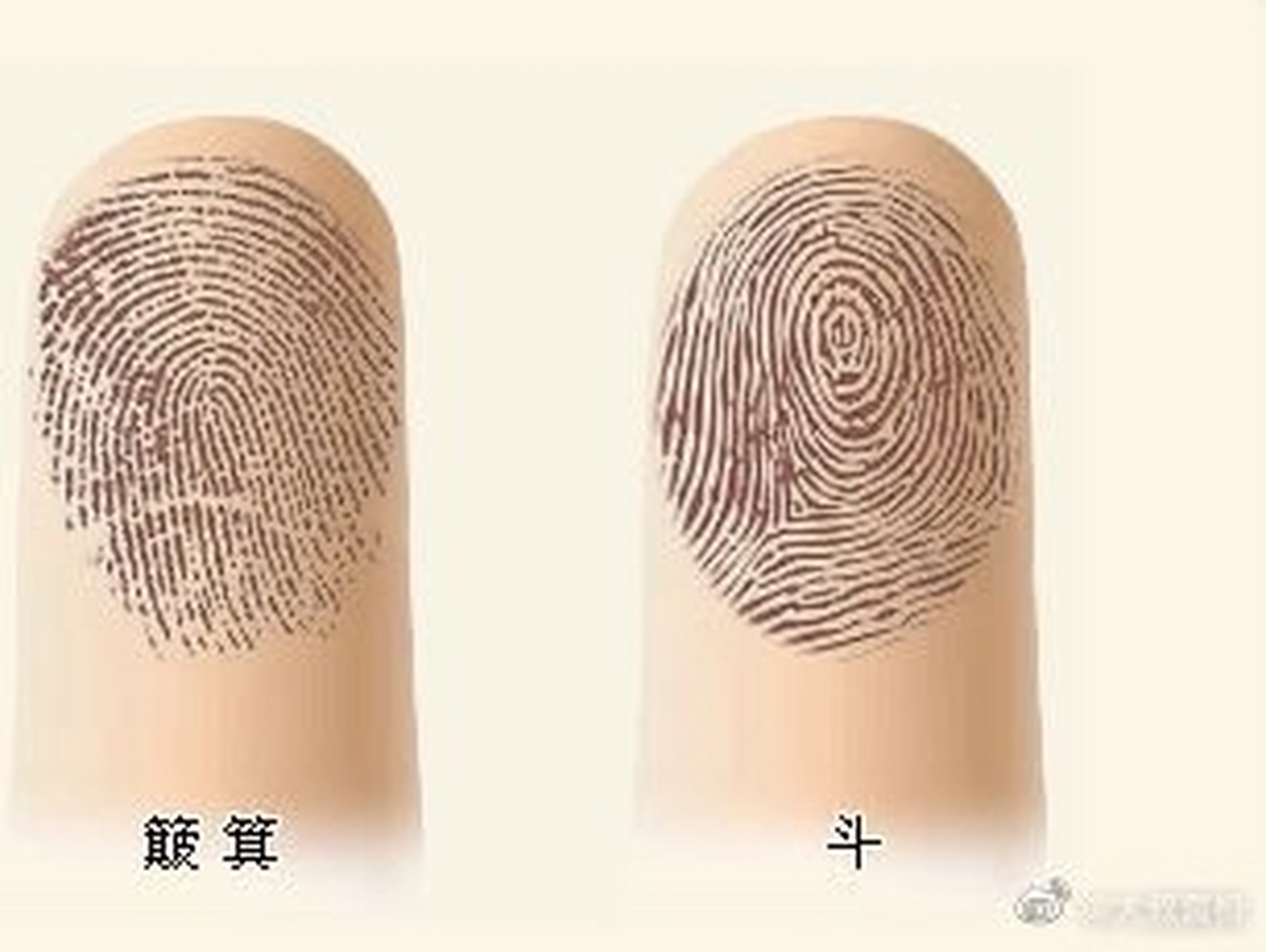 手上有10个簸箕纹这样手相的人,性情分明爱恨强烈为人直爽的人