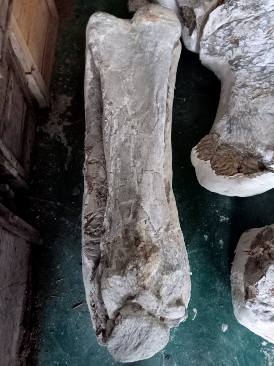 很难想象,3000多万年前的巨犀化石,腿骨和脚的每个关节都保存的这么