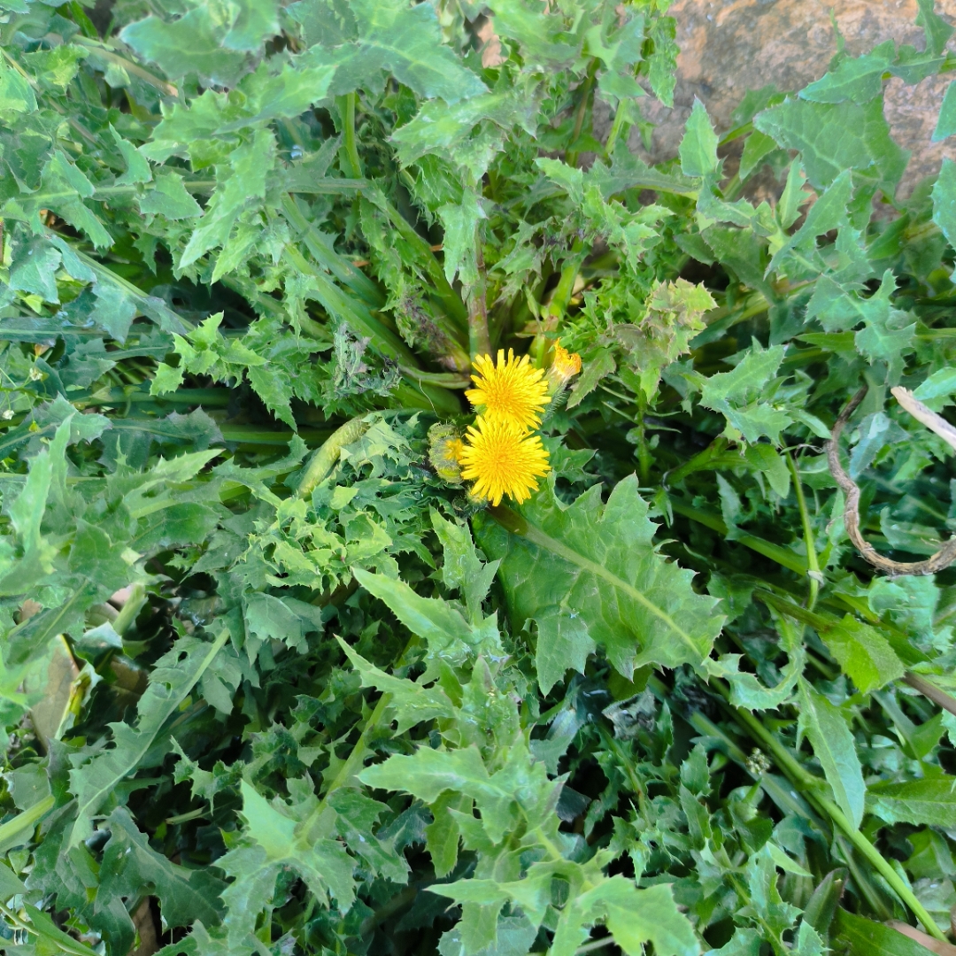 有认识这个野菜的吗?