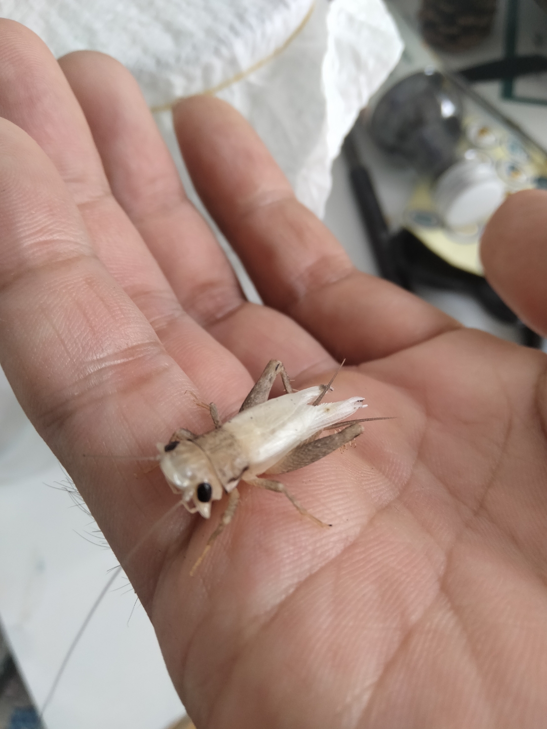 我发现我的蟋蟀是白色的.瞬间,我感到一种无法言喻的宁静