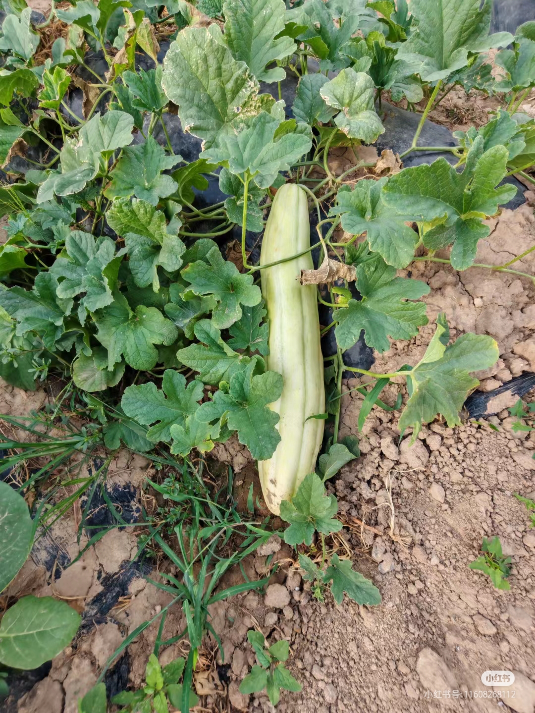 白瓜也是农村比较常见的一种瓜果蔬 菜, 它的外形和地黄瓜也有些相似