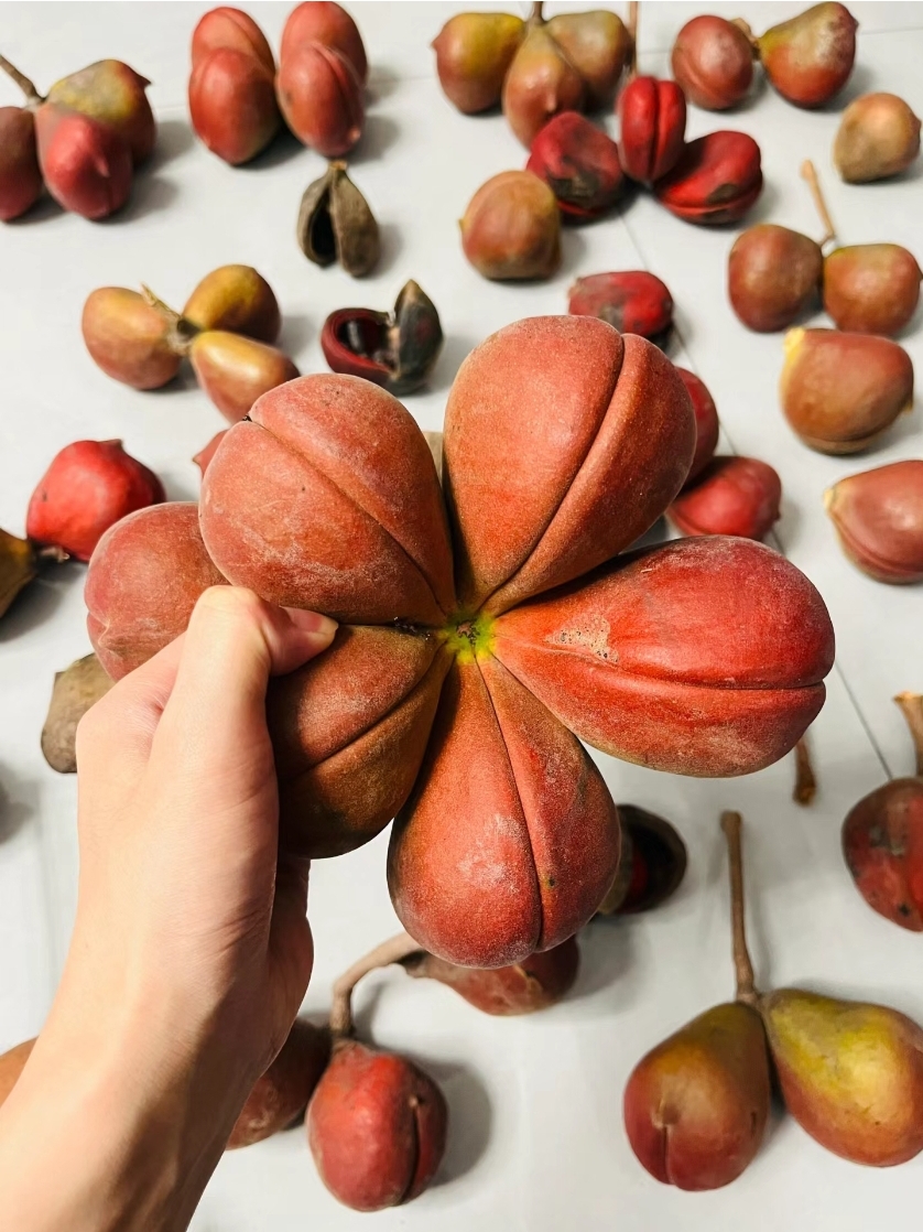 心心念念的香苹婆果,高高的挂在树上,当我走到树下,抬头一看,哇塞,这