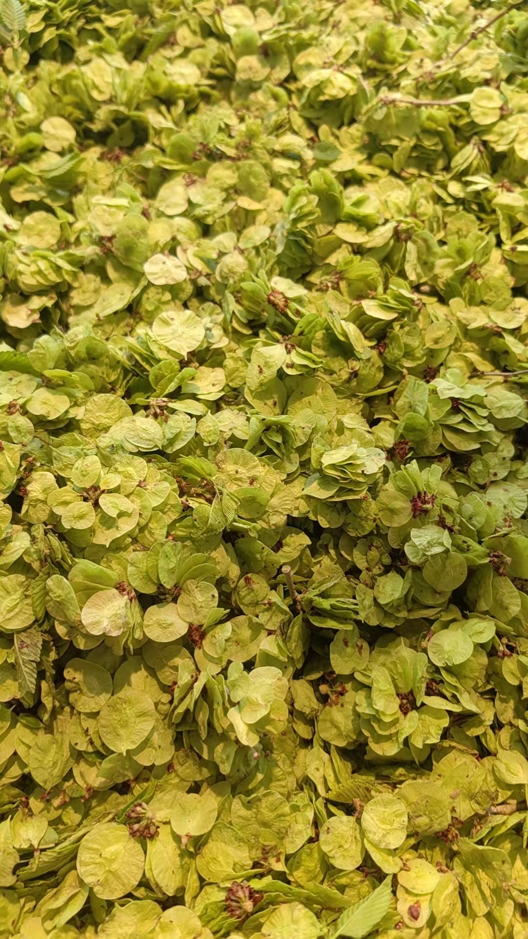 榆钱,榆树上结的小果实