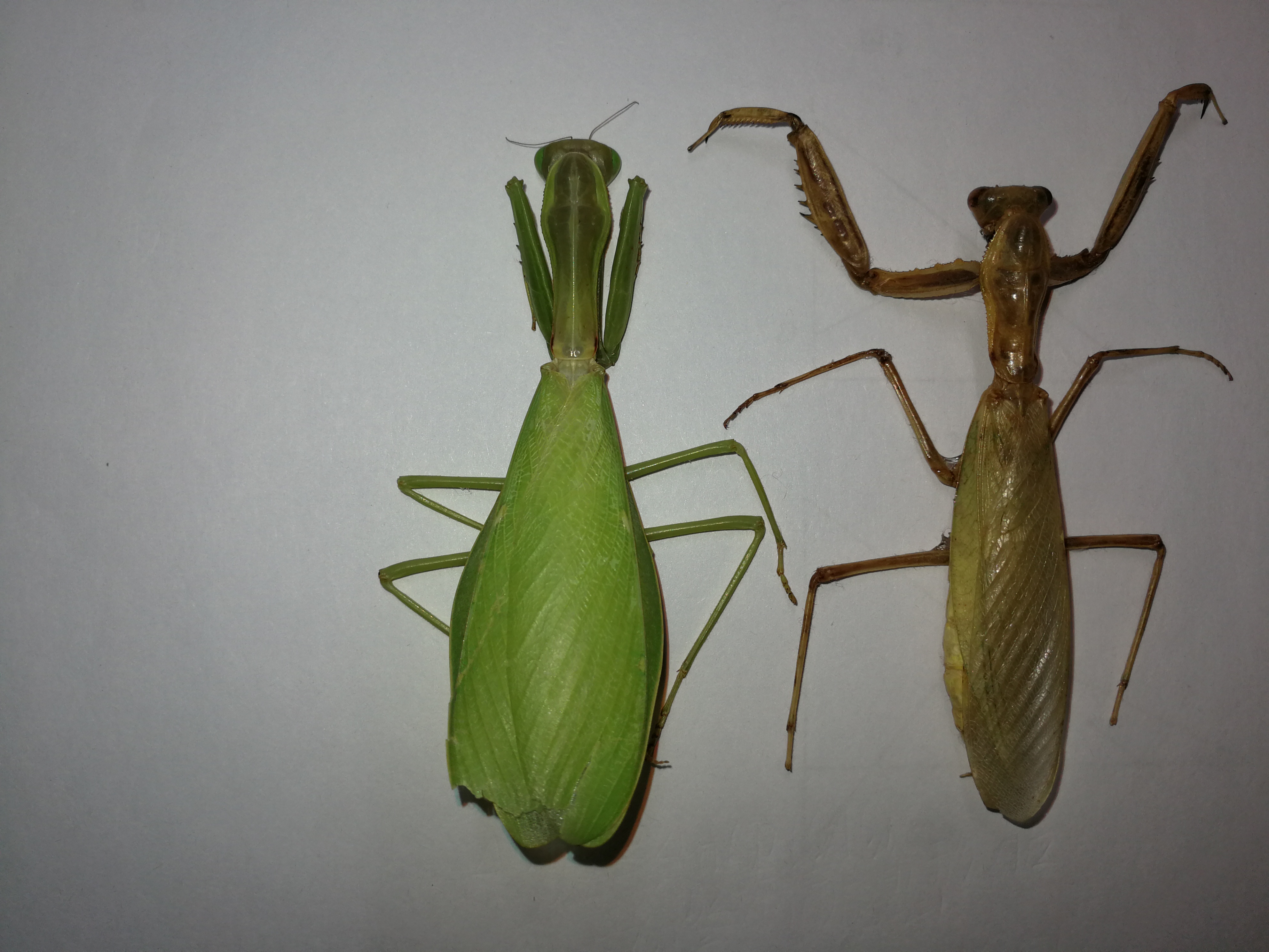 4杵胸斧螳对比7.7广斧螳螂