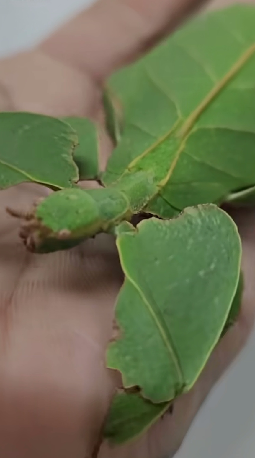 老铁们见过它吗?知道它的名字吗?#热点引擎计划# #动态连更挑战