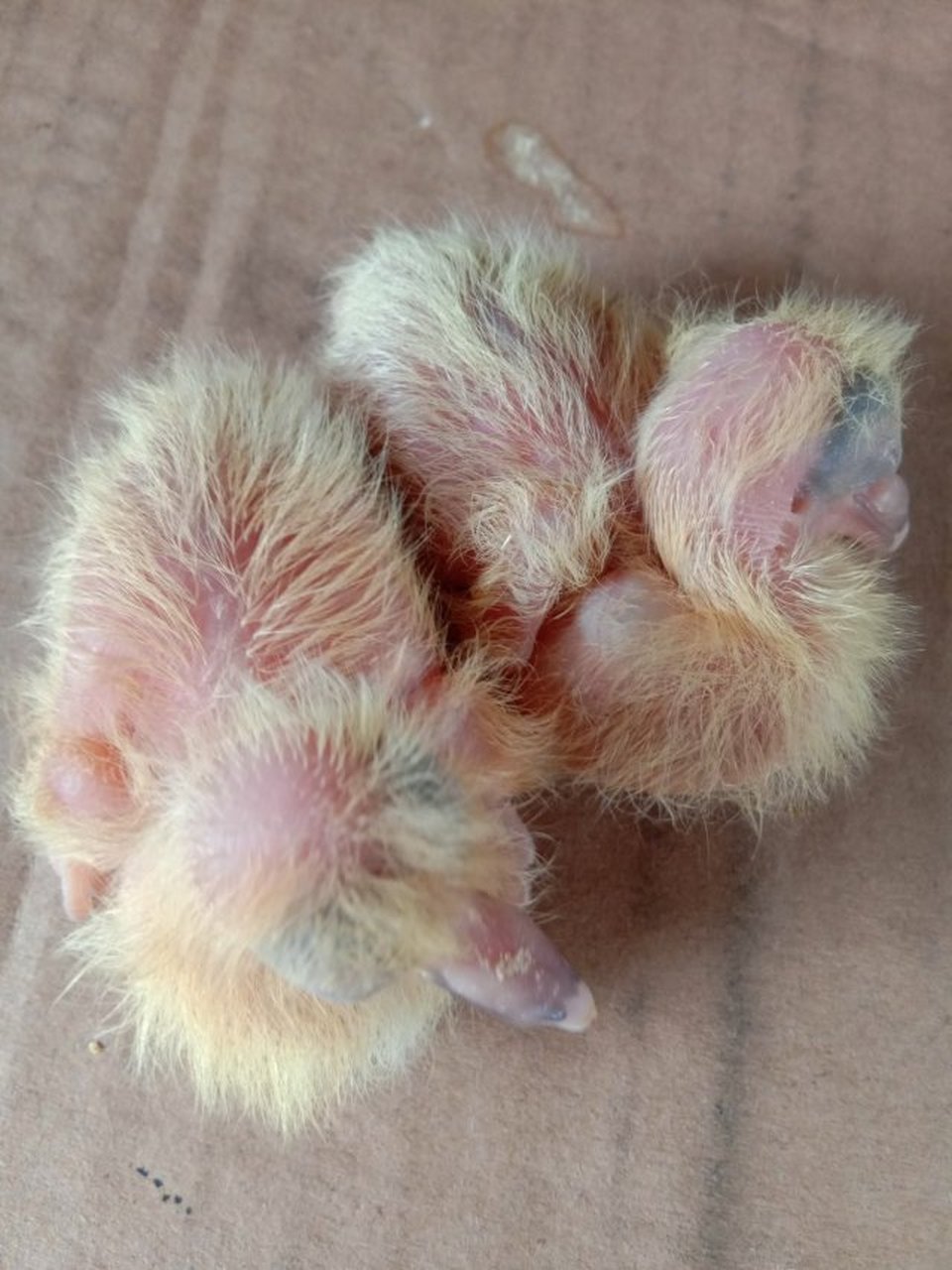 刚出壳3天的鸽子毛色透漂亮